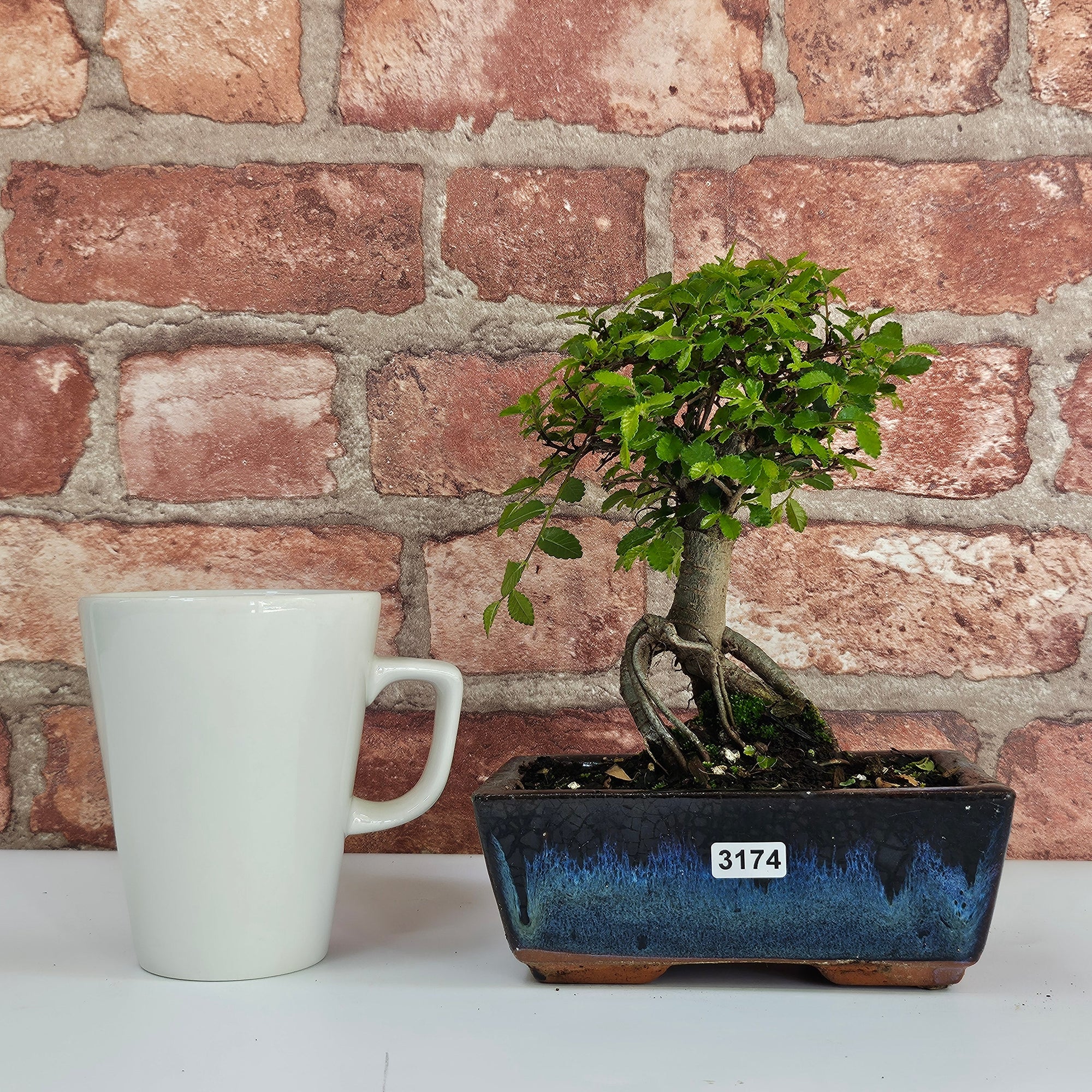 Chinese Elm (Ulmus Parvifolia) Bonsai Tree | Broom | In 15cm Pot  | S251976