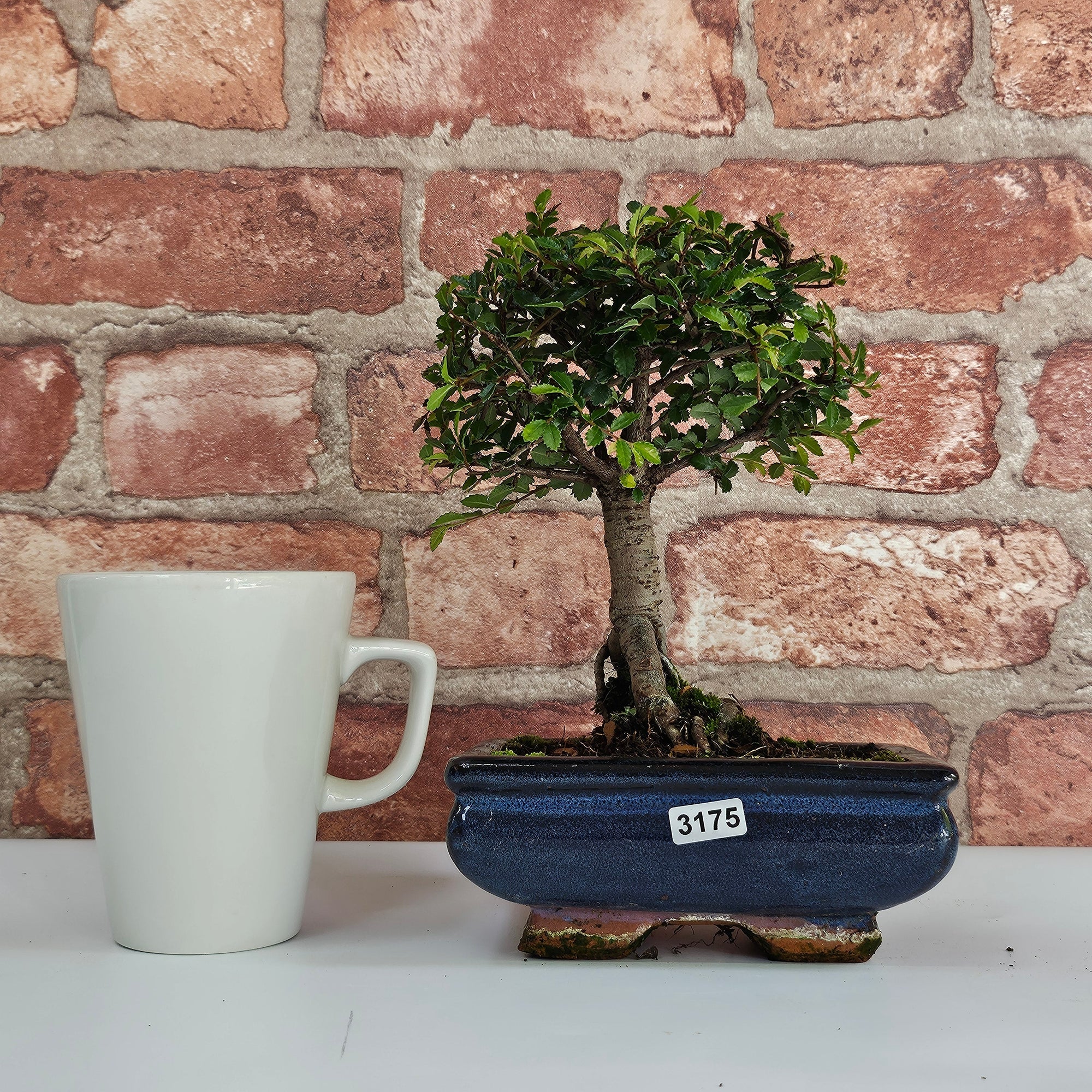 Chinese Elm (Ulmus Parvifolia) Bonsai Tree | Broom | In 15cm Pot  | S251976