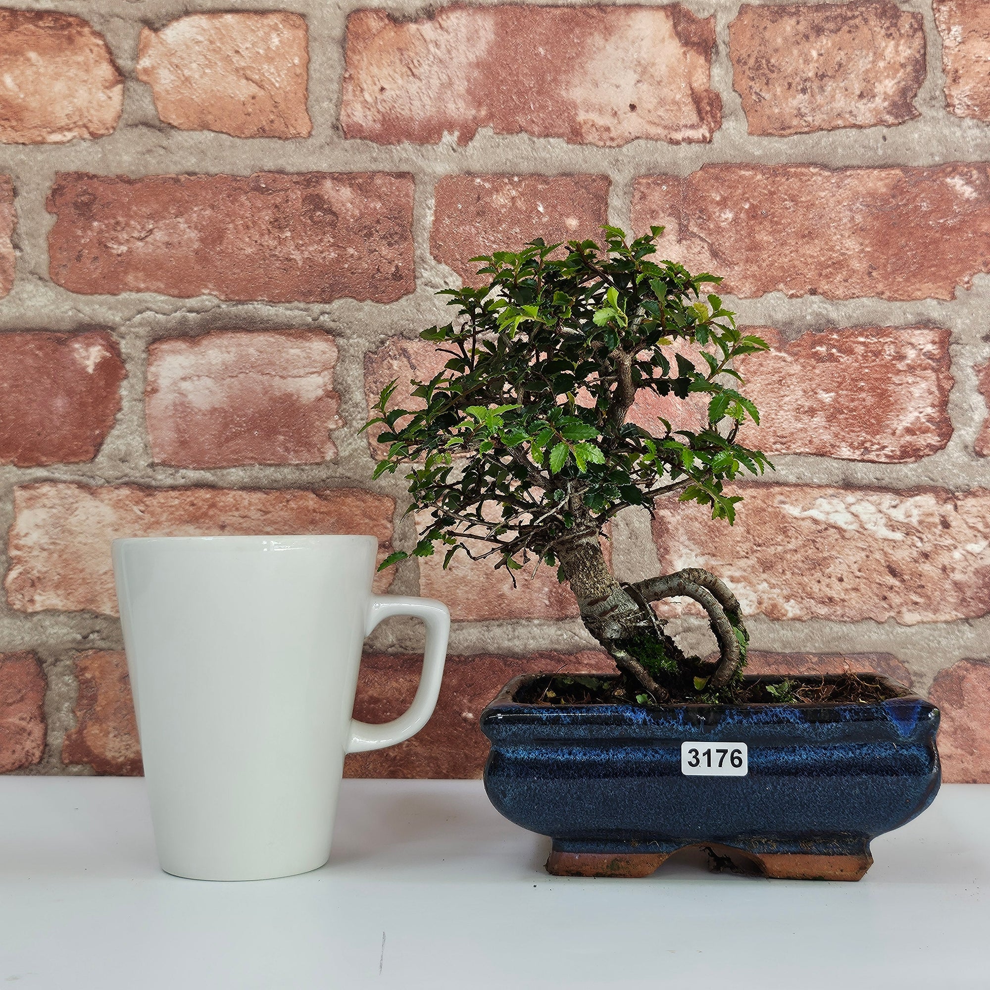 Chinese Elm (Ulmus Parvifolia) Bonsai Tree | Broom | In 15cm Pot  | S251976