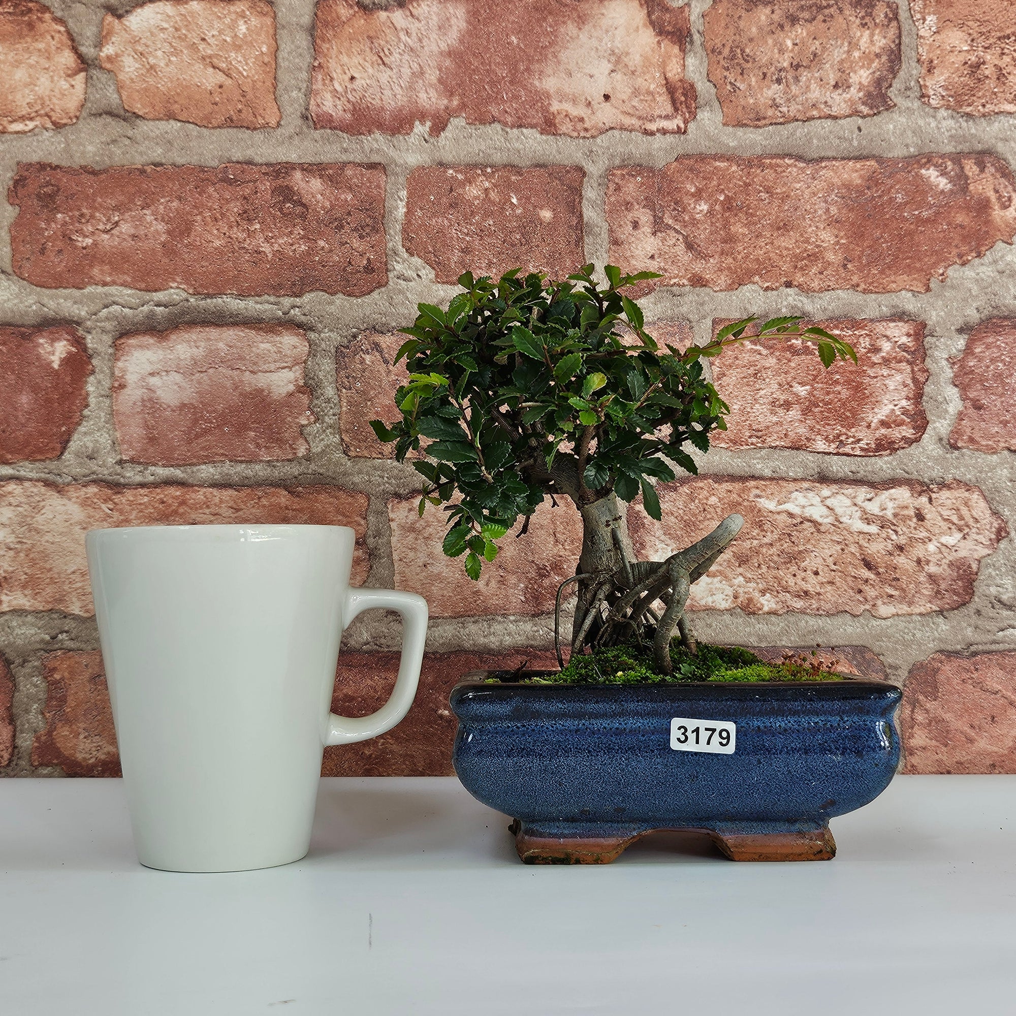 Chinese Elm (Ulmus Parvifolia) Bonsai Tree | Broom | In 15cm Pot  | S251976