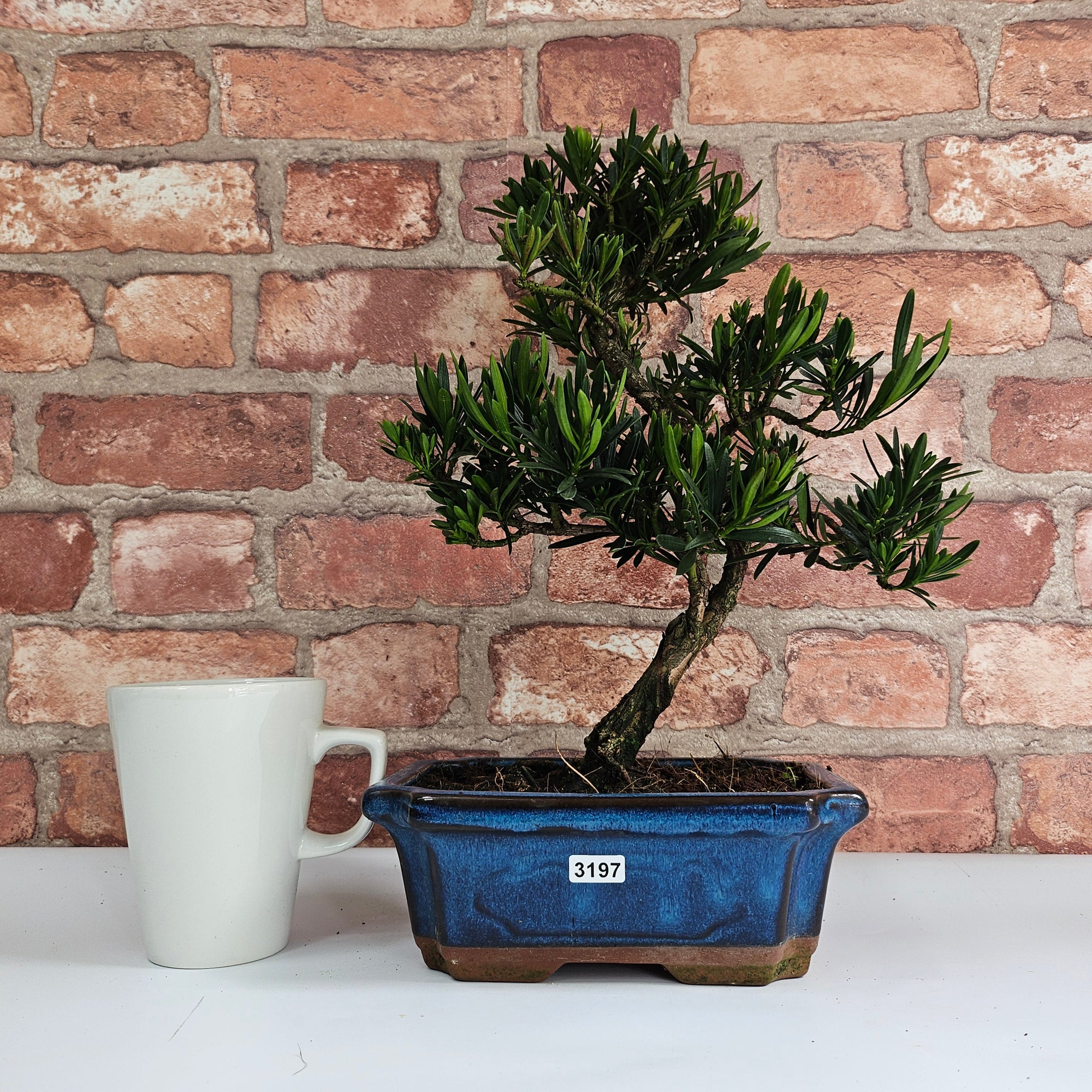 Buddhist Pine (Podocarpus Micro) Bonsai Tree | Shaped | In 20cm Pot  S25883