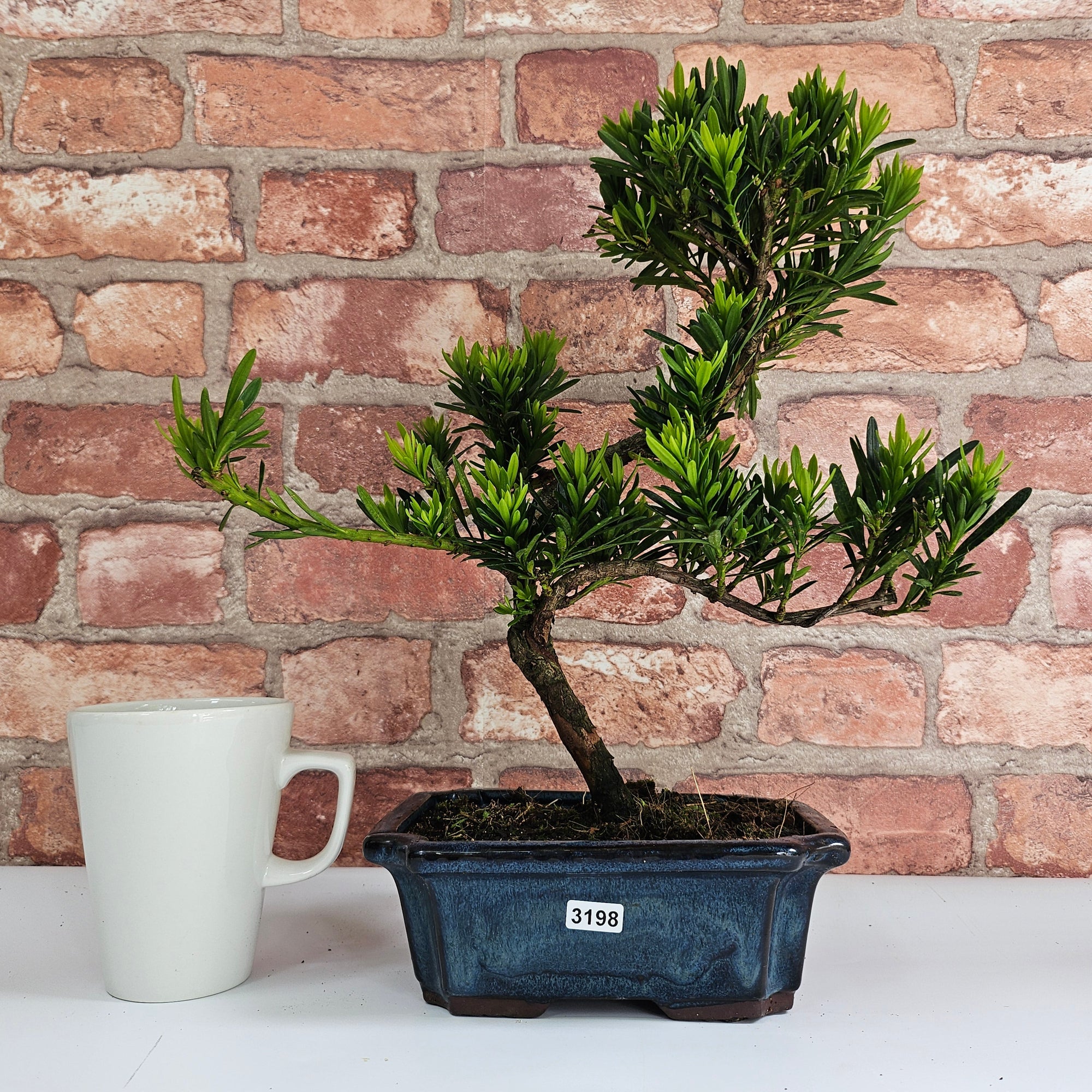 Buddhist Pine (Podocarpus Micro) Bonsai Tree | Shaped | In 20cm Pot  S25883