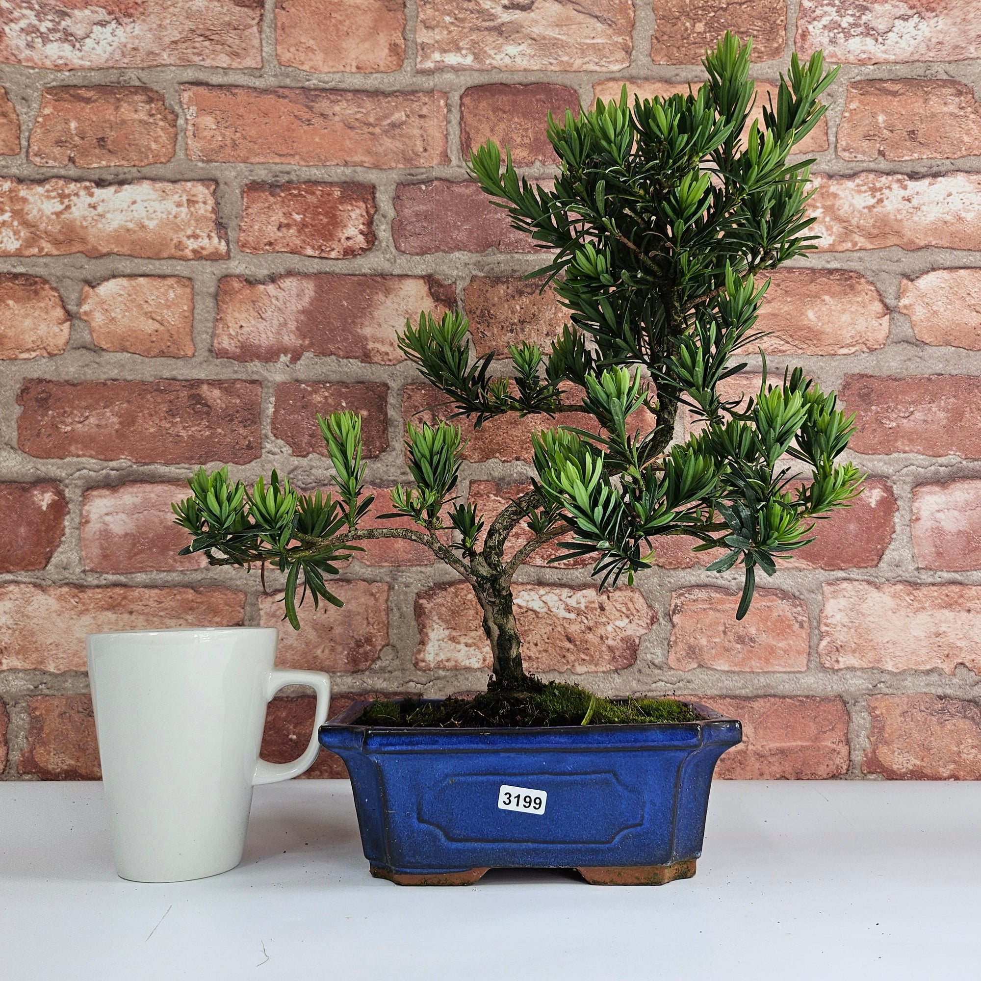 Buddhist Pine (Podocarpus Micro) Bonsai Tree | Shaped | In 20cm Pot  S25883