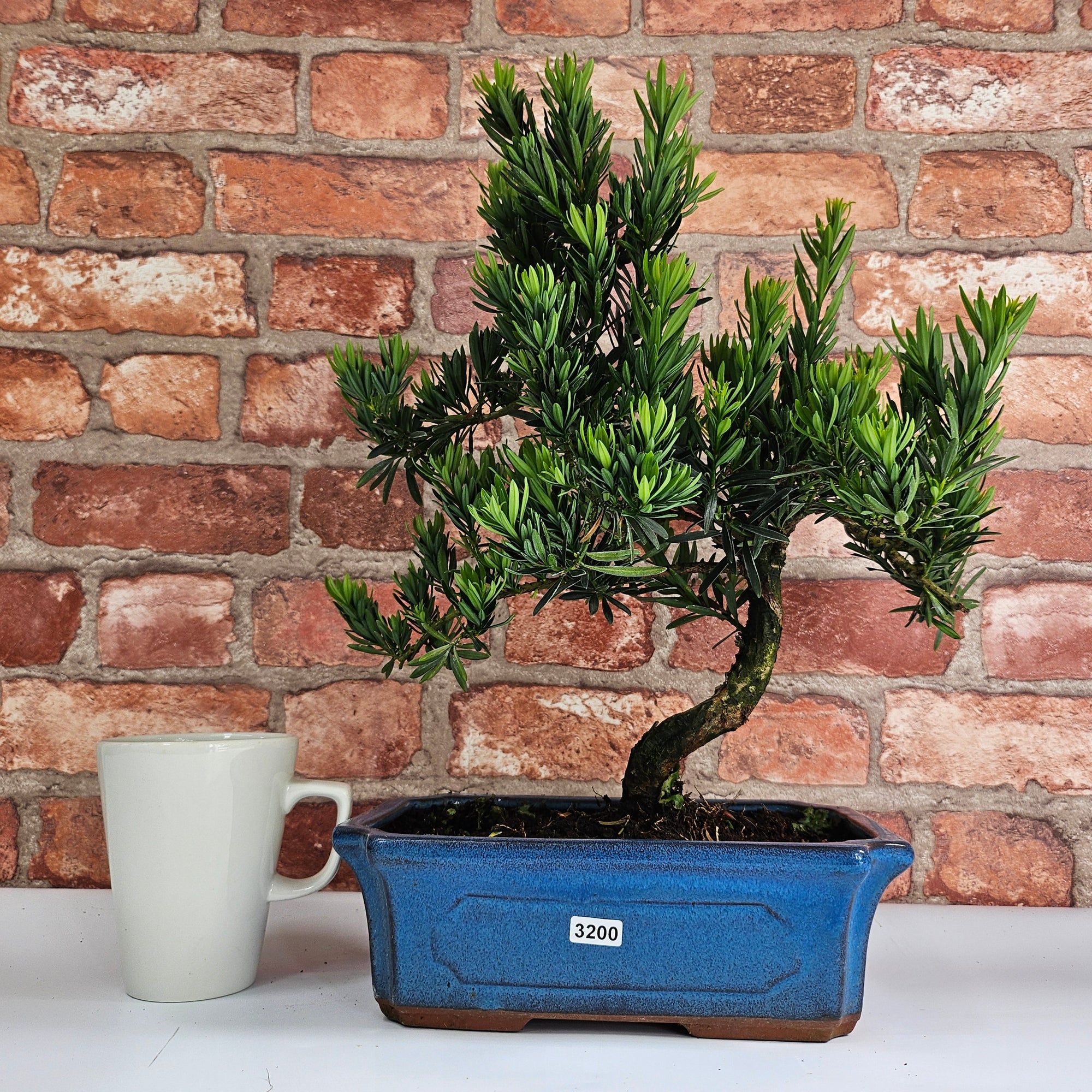 Buddhist Pine (Podocarpus Micro) Bonsai Tree | Shaped | In 30cm Pot  | S251974