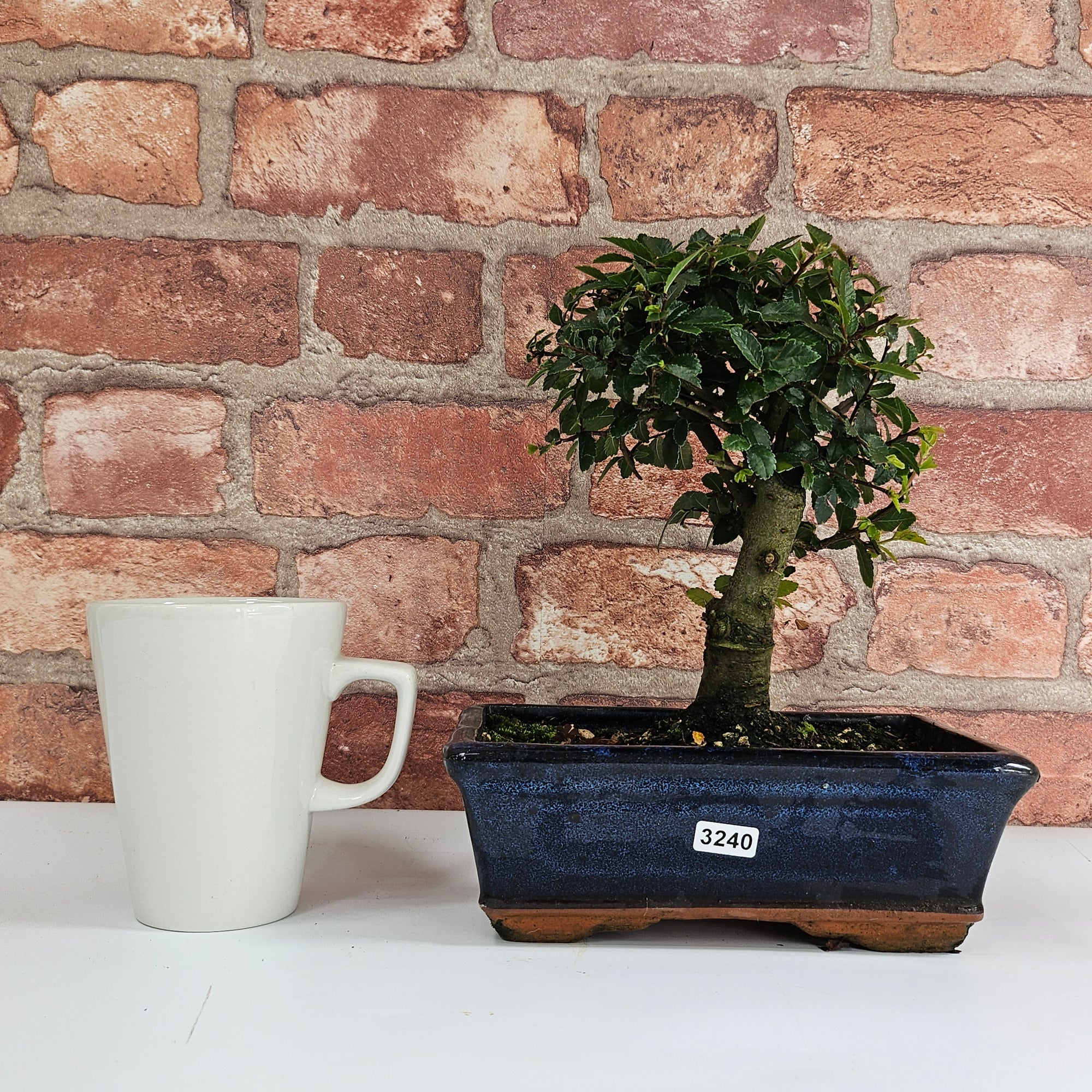 Chinese Elm (Ulmus Parvifolia) Bonsai Tree | Broom | In 20cm Pot S25870