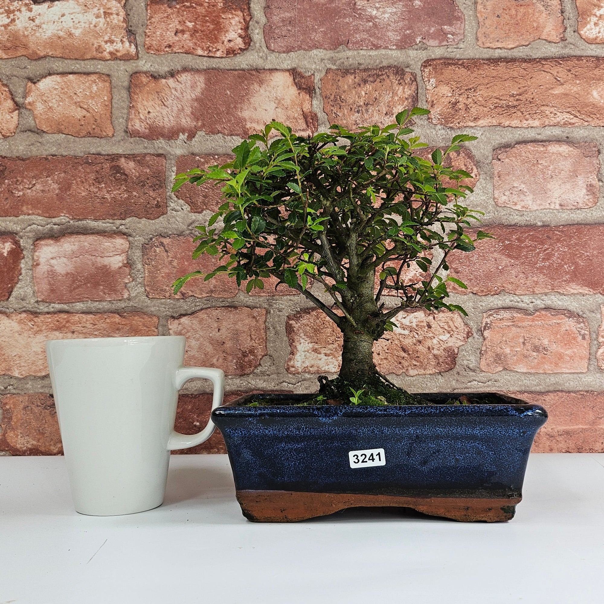 Chinese Elm (Ulmus Parvifolia) Bonsai Tree | Broom | In 20cm Pot S25870