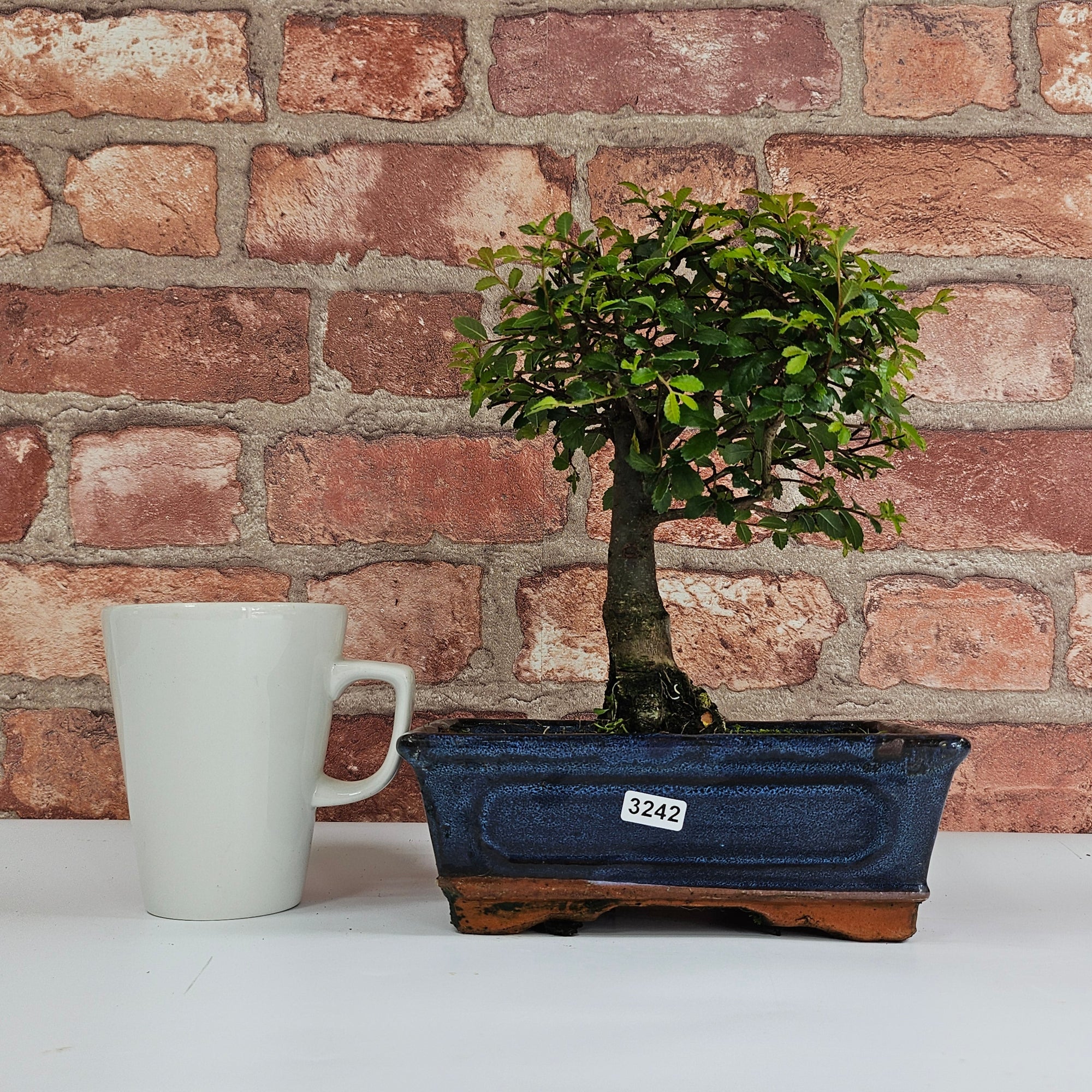 Chinese Elm (Ulmus Parvifolia) Bonsai Tree | Broom | In 20cm Pot S25870