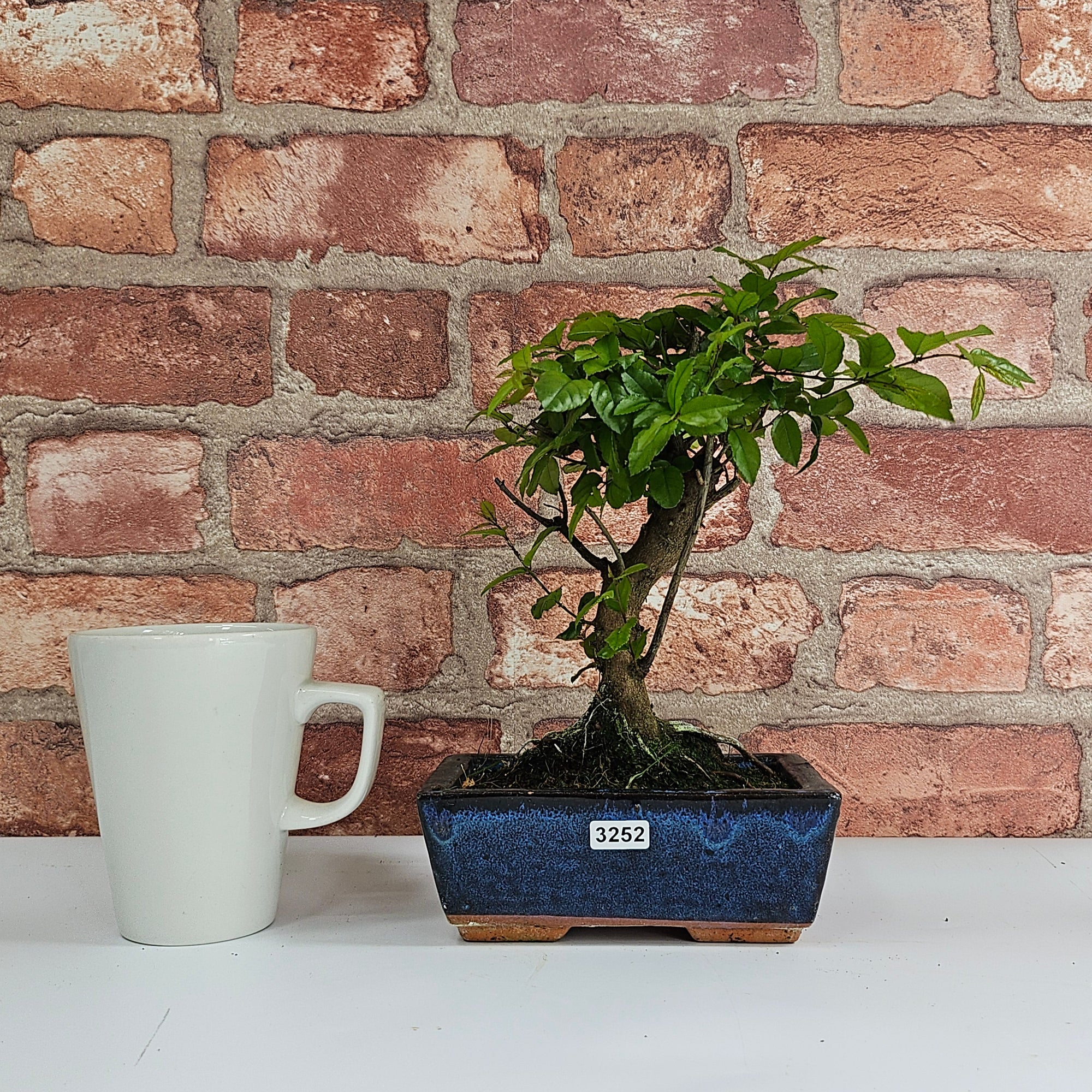 Bird Plum (Sageretia) Bonsai Tree | Broom | In 15cm Pot  | S251964