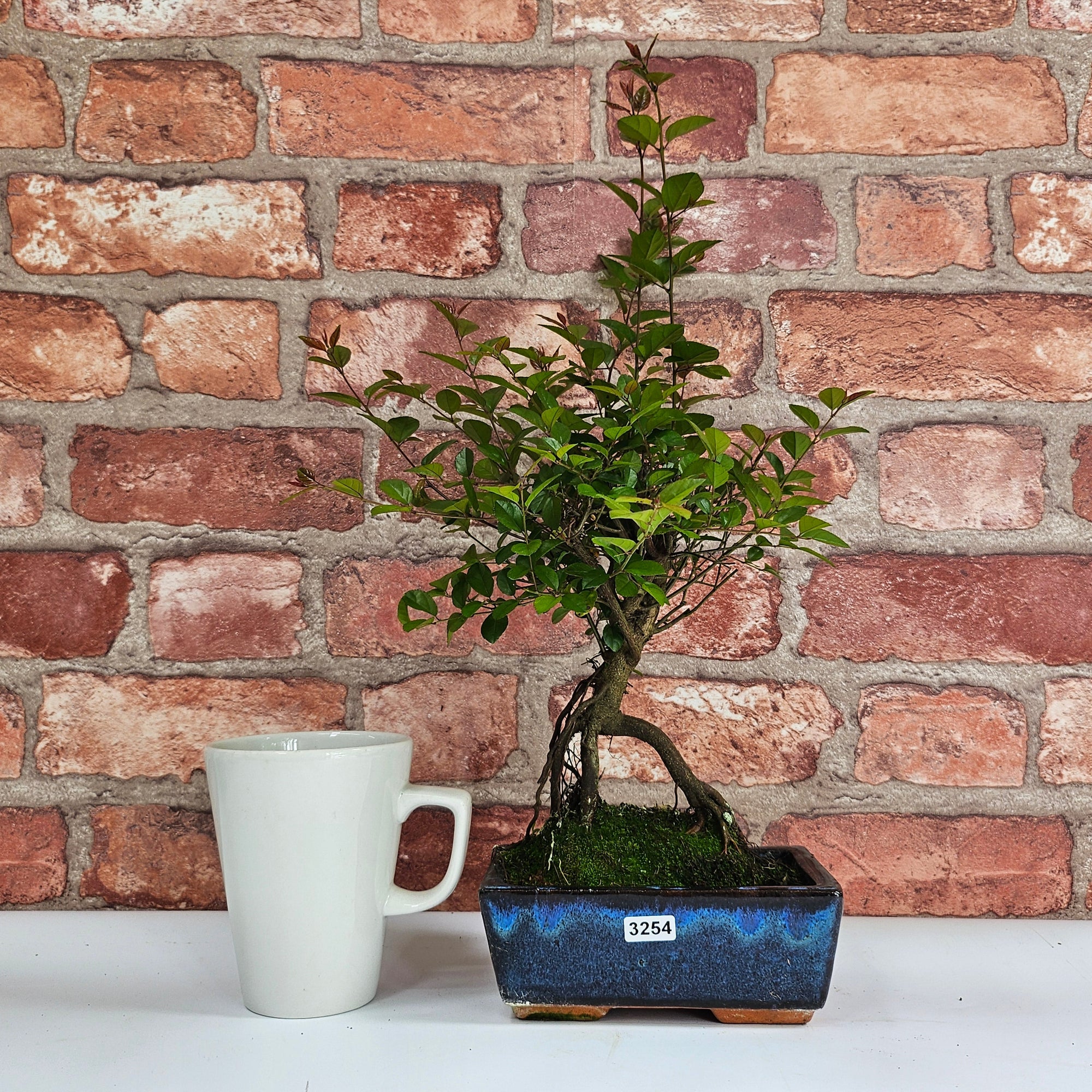 Bird Plum (Sageretia) Bonsai Tree | Broom | In 15cm Pot  | S251964