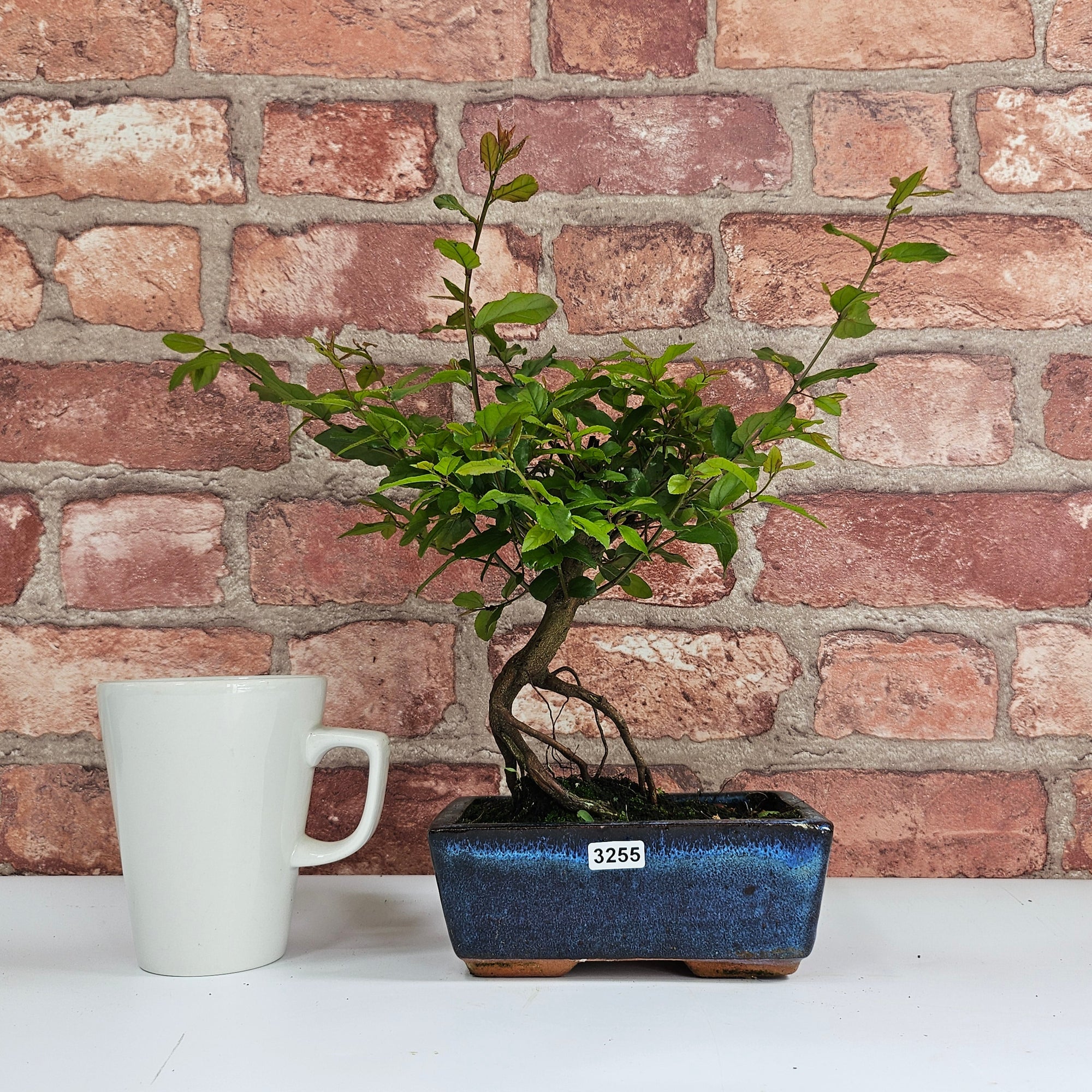 Bird Plum (Sageretia) Bonsai Tree | Broom | In 15cm Pot  | S251964
