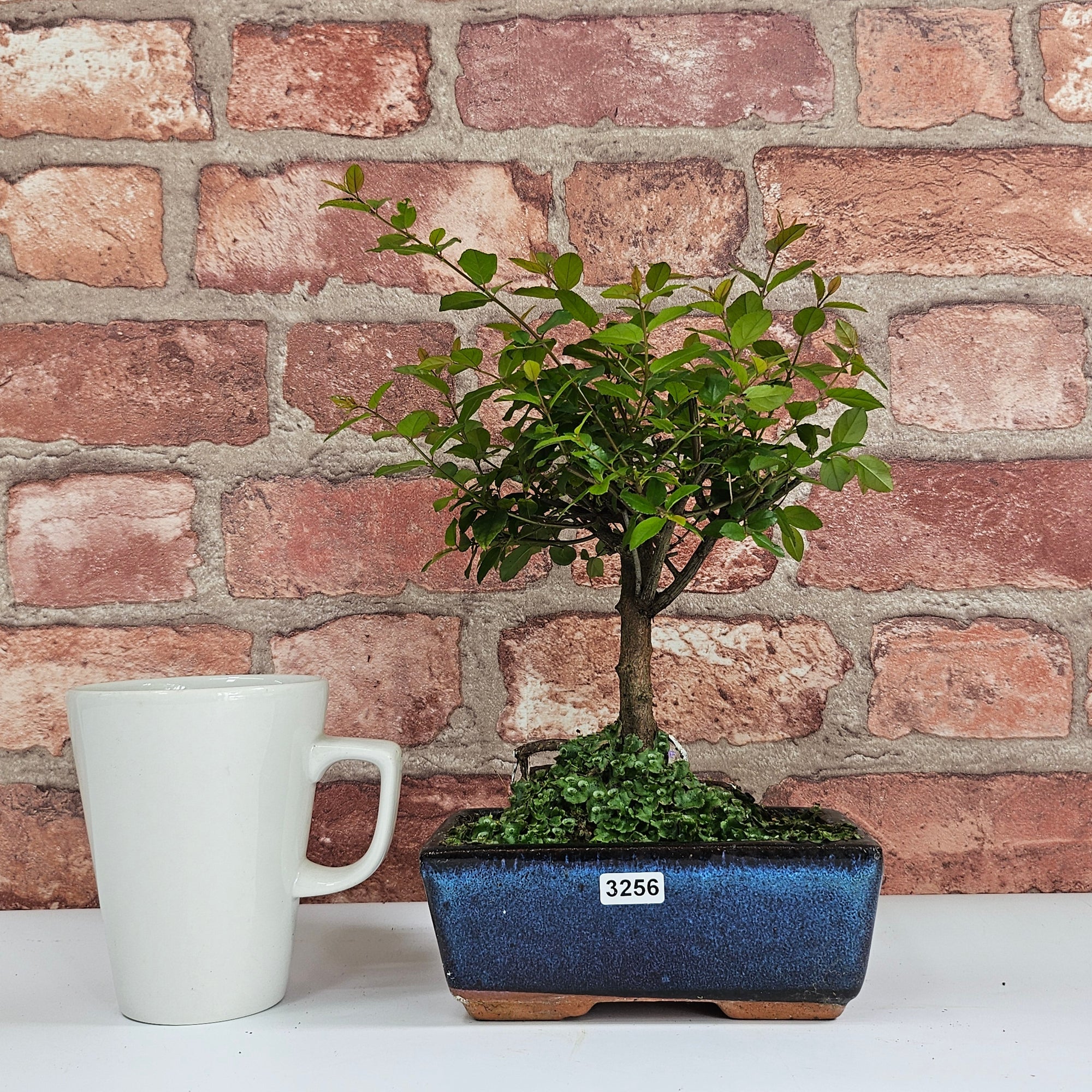 Bird Plum (Sageretia) Bonsai Tree | Broom | In 15cm Pot  | S251964