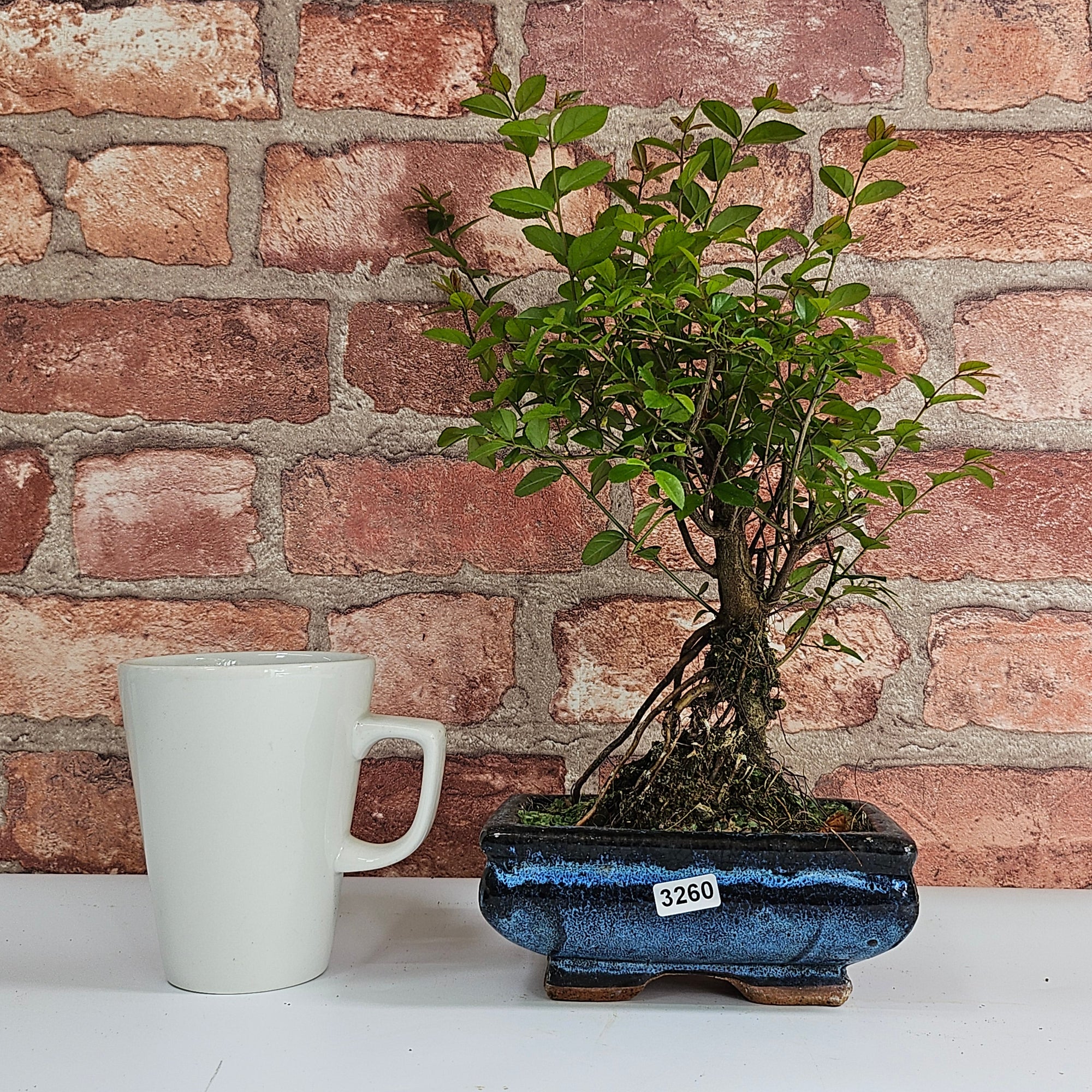 Bird Plum (Sageretia) Bonsai Tree | Broom | In 15cm Pot  | S251964