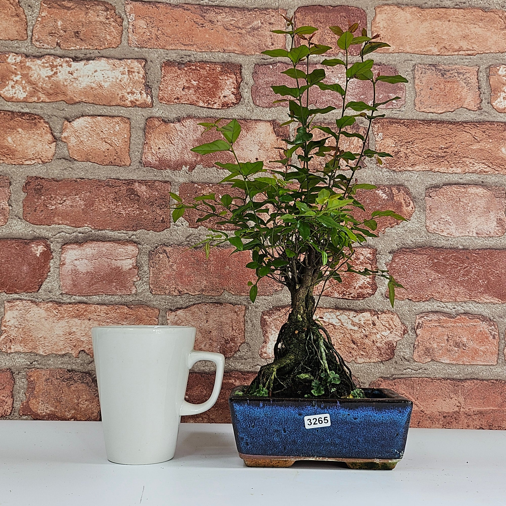 Bird Plum (Sageretia) Bonsai Tree | Broom | In 15cm Pot  | S251964