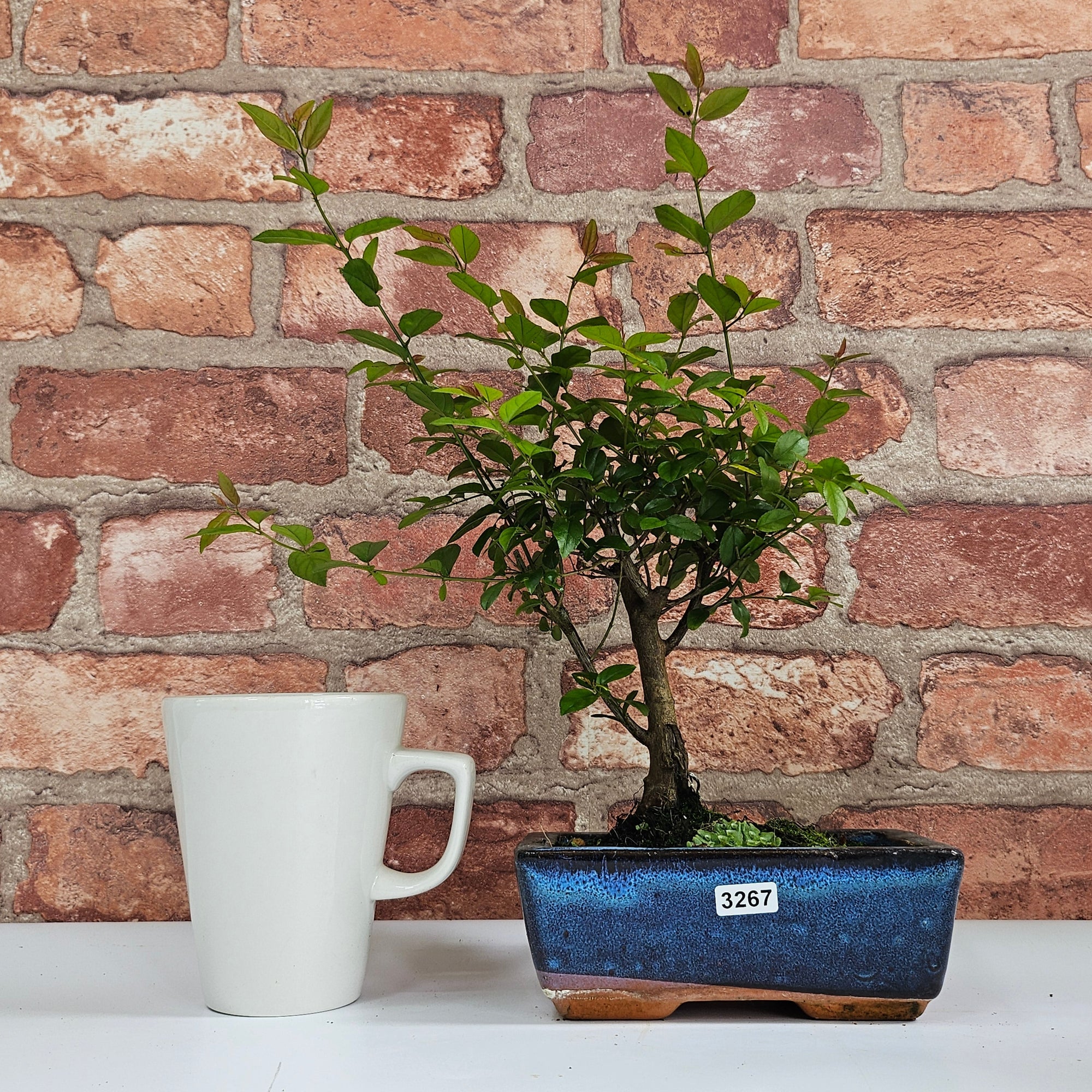 Bird Plum (Sageretia) Bonsai Tree | Broom | In 15cm Pot  | S251964