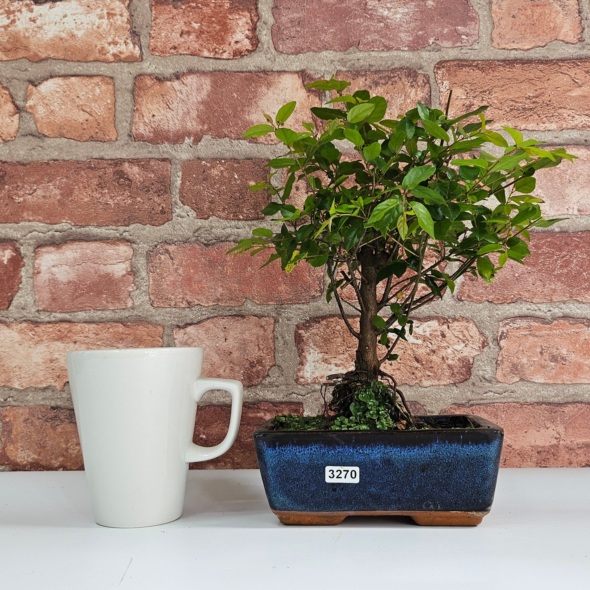 Bird Plum (Sageretia) Bonsai Tree | Broom | In 15cm Pot  | S251964