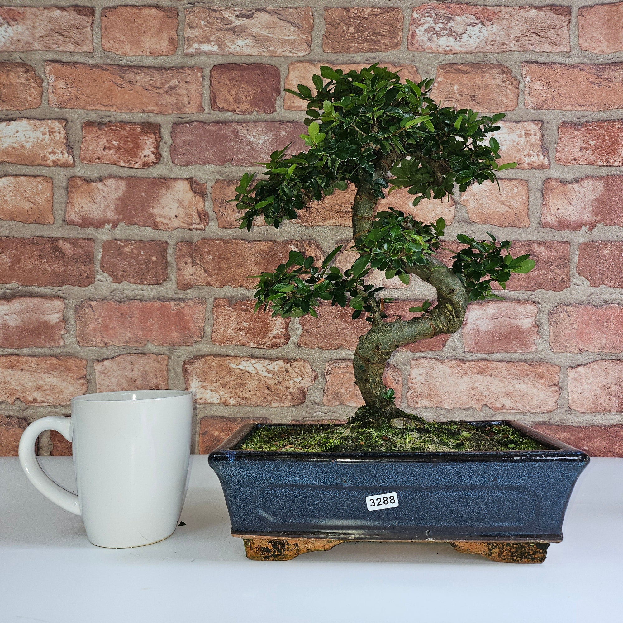 Chinese Elm (Ulmus Parvifolia) Bonsai Tree | Shaped | In 25cm Pot  | S251971