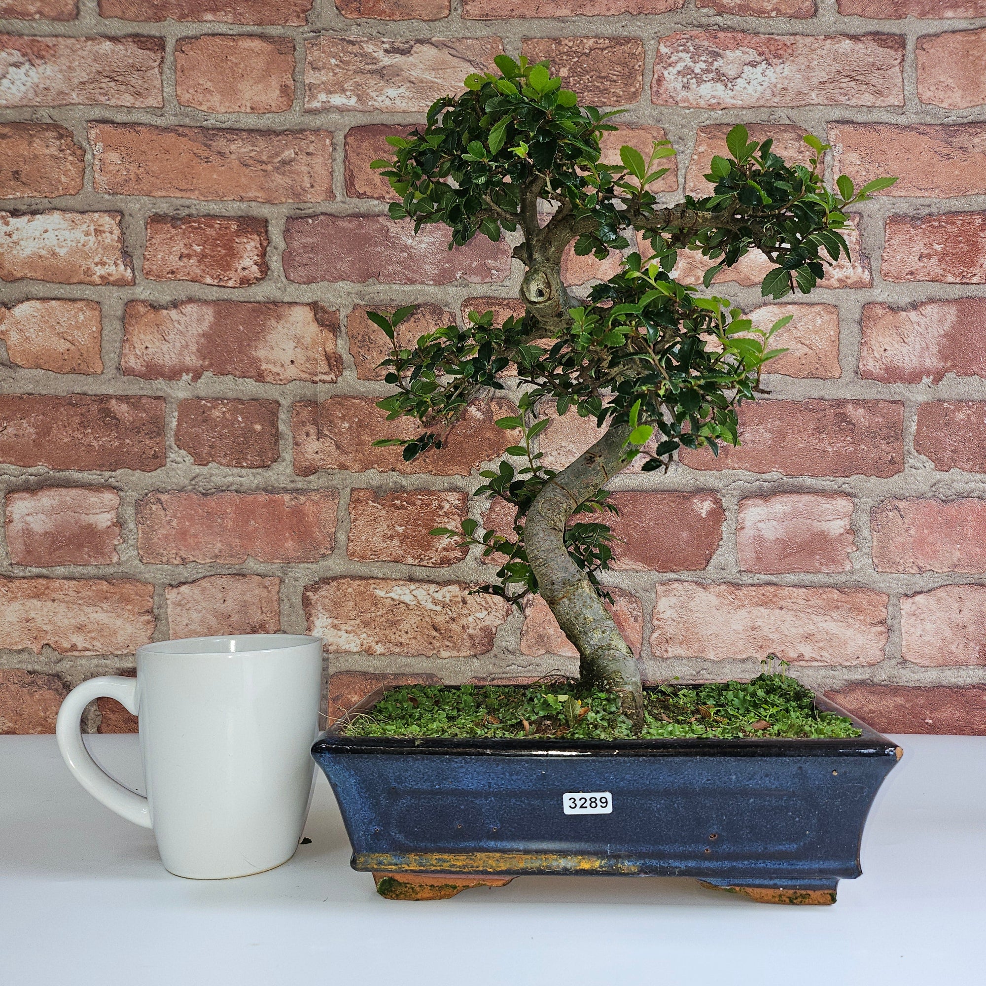 Chinese Elm (Ulmus Parvifolia) Bonsai Tree | Shaped | In 25cm Pot  | S251971