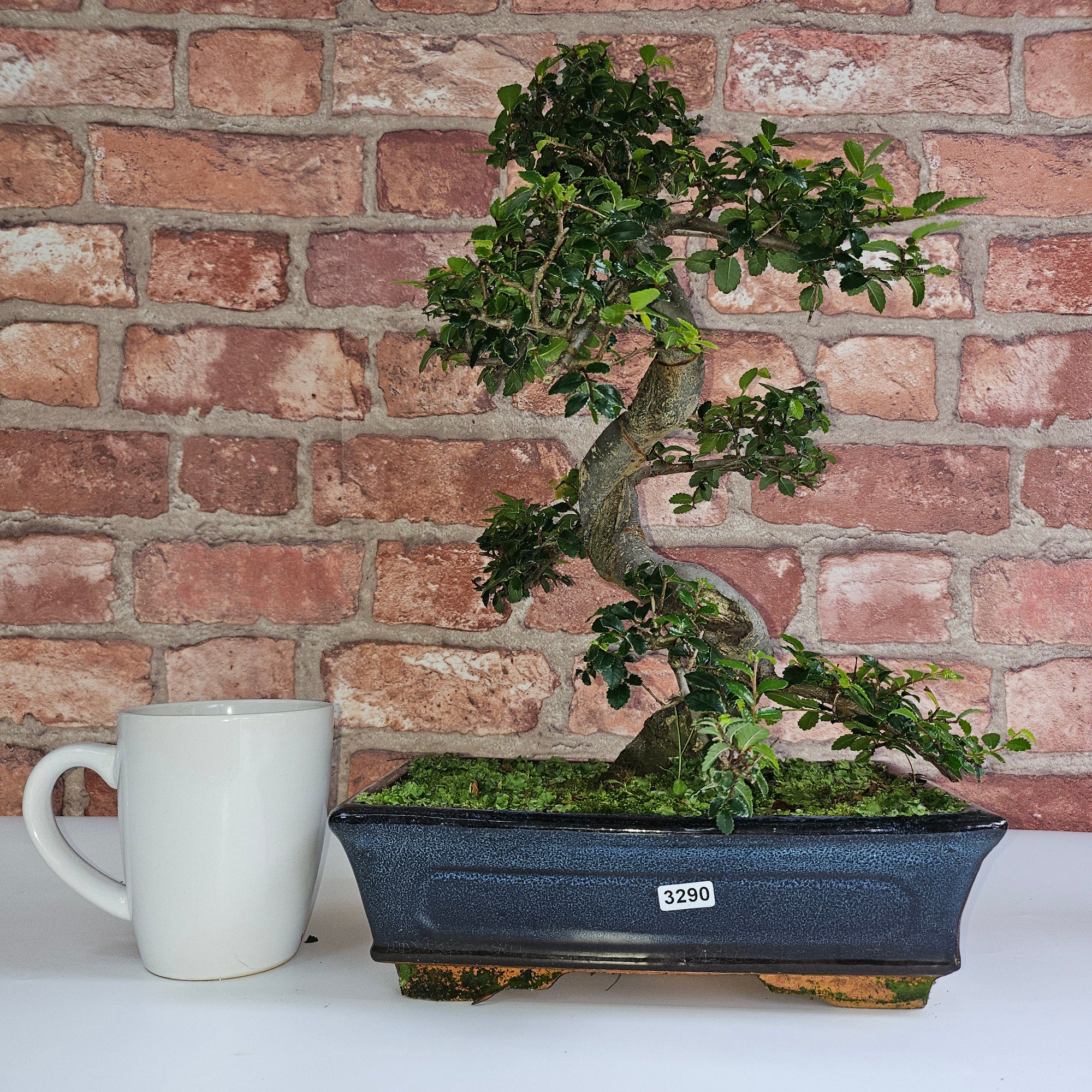 Chinese Elm (Ulmus Parvifolia) Bonsai Tree | Shaped | In 25cm Pot  | S251971