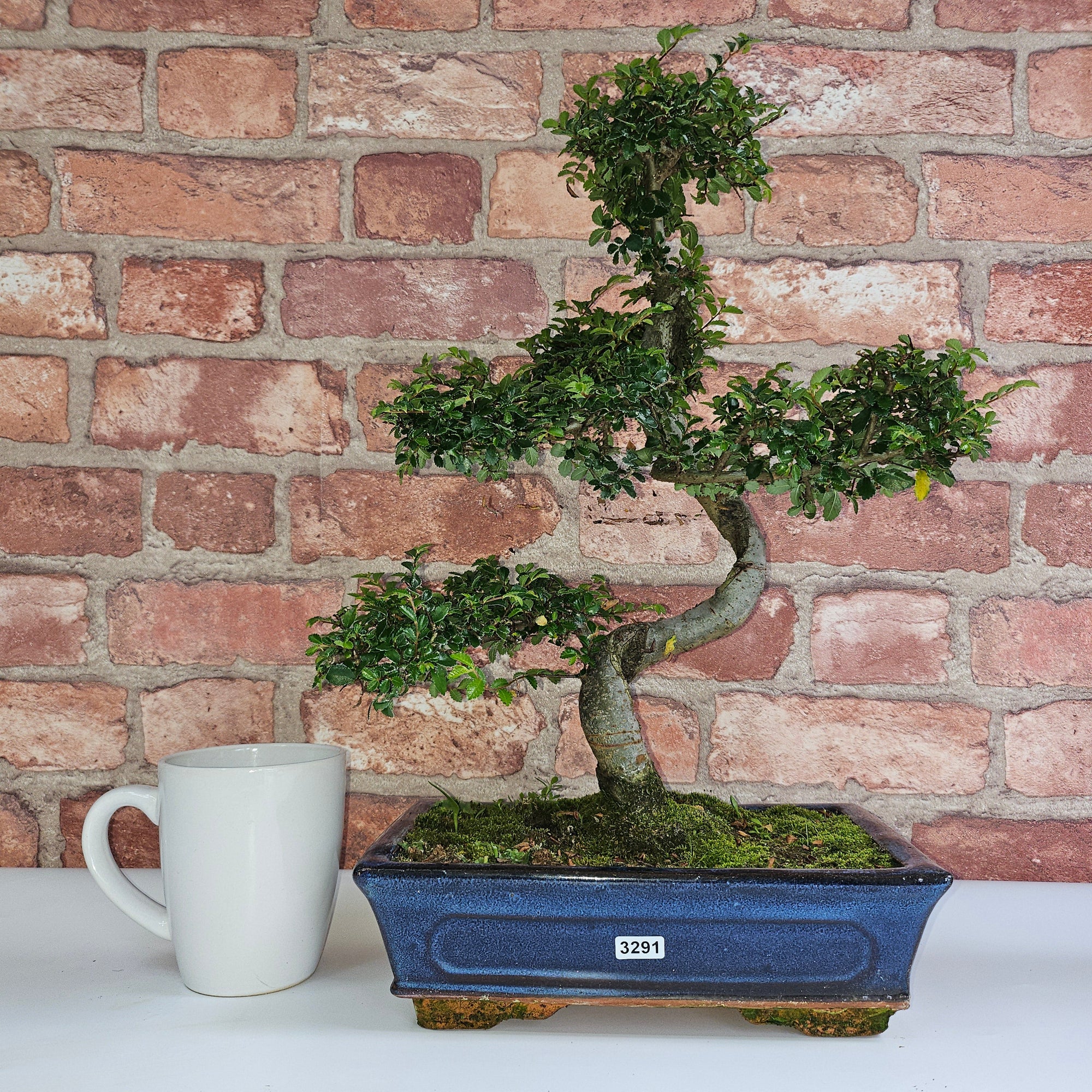 Chinese Elm (Ulmus Parvifolia) Bonsai Tree | Shaped | In 25cm Pot  | S251971
