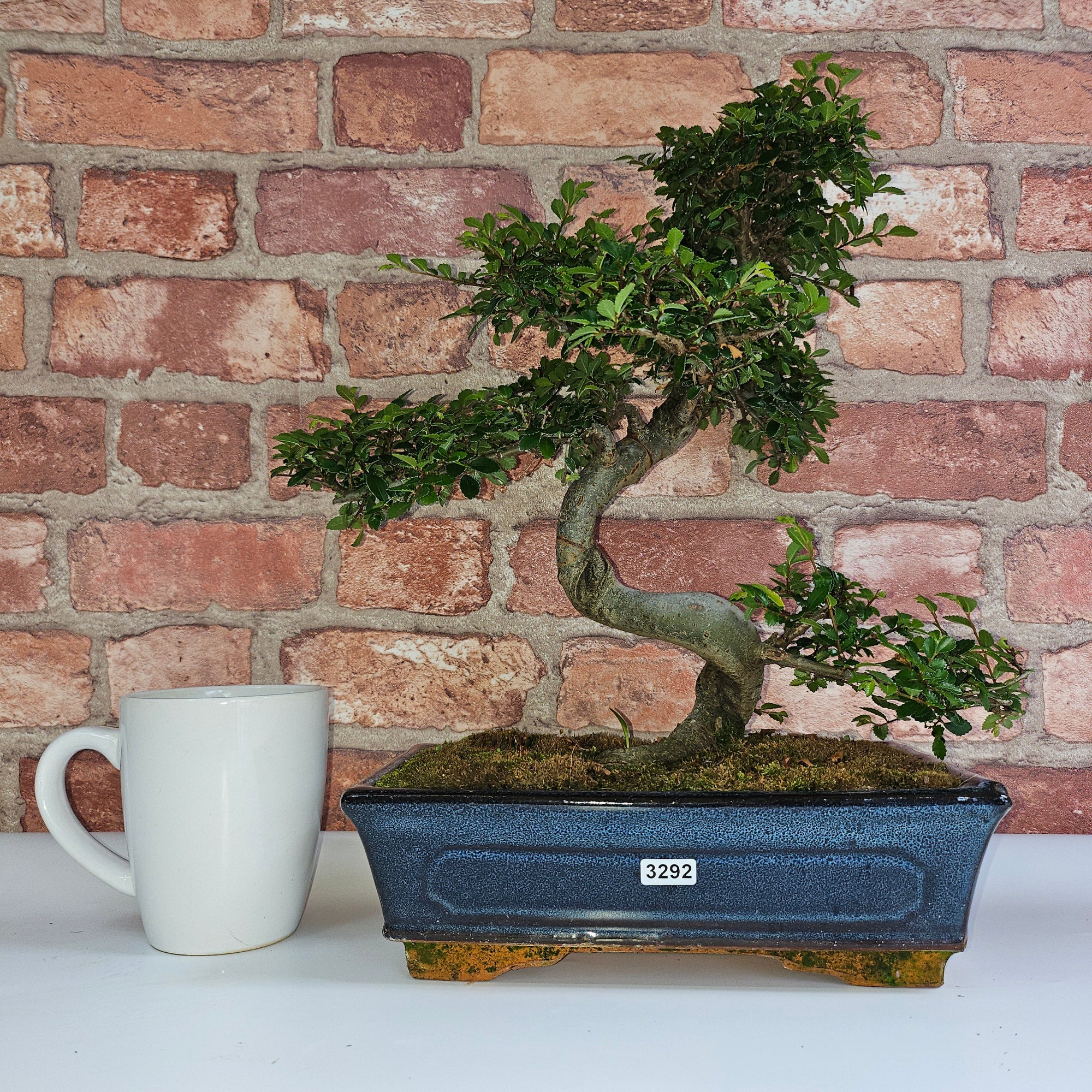 Chinese Elm (Ulmus Parvifolia) Bonsai Tree | Shaped | In 25cm Pot  | S251971