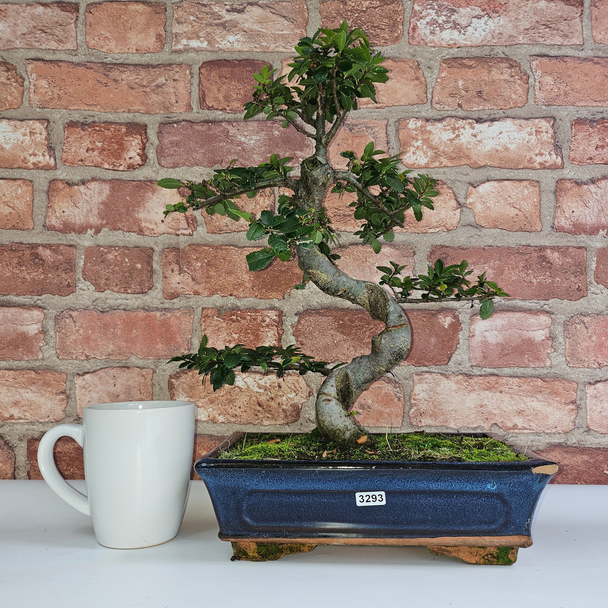 Chinese Elm (Ulmus Parvifolia) Bonsai Tree | Shaped | In 25cm Pot  | S251971