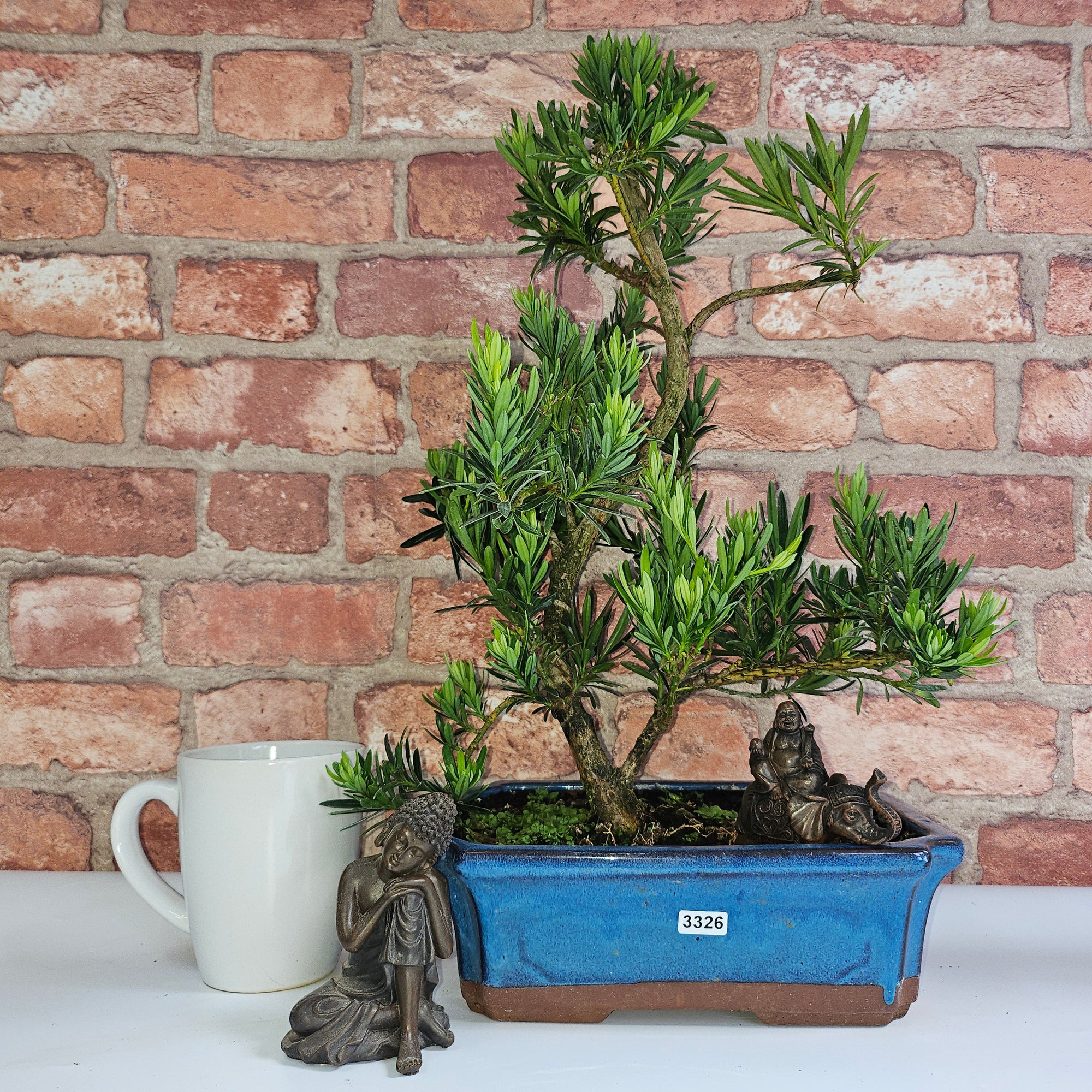 Buddhist Pine (Podocarpus Micro) Bonsai Tree | Shaped | In 25cm Pot  | S251973