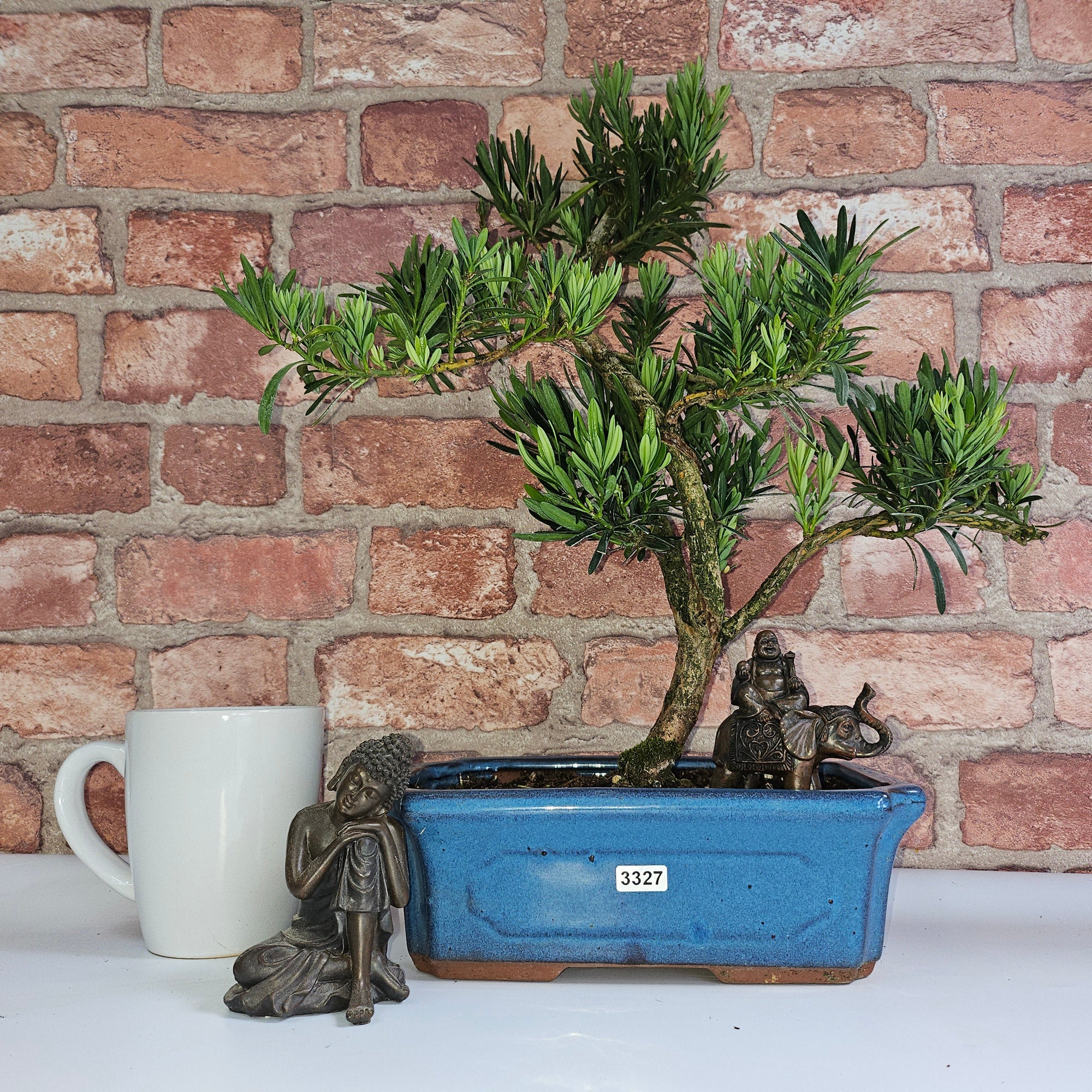 Buddhist Pine (Podocarpus Micro) Bonsai Tree | Shaped | In 30cm Pot  | S251974