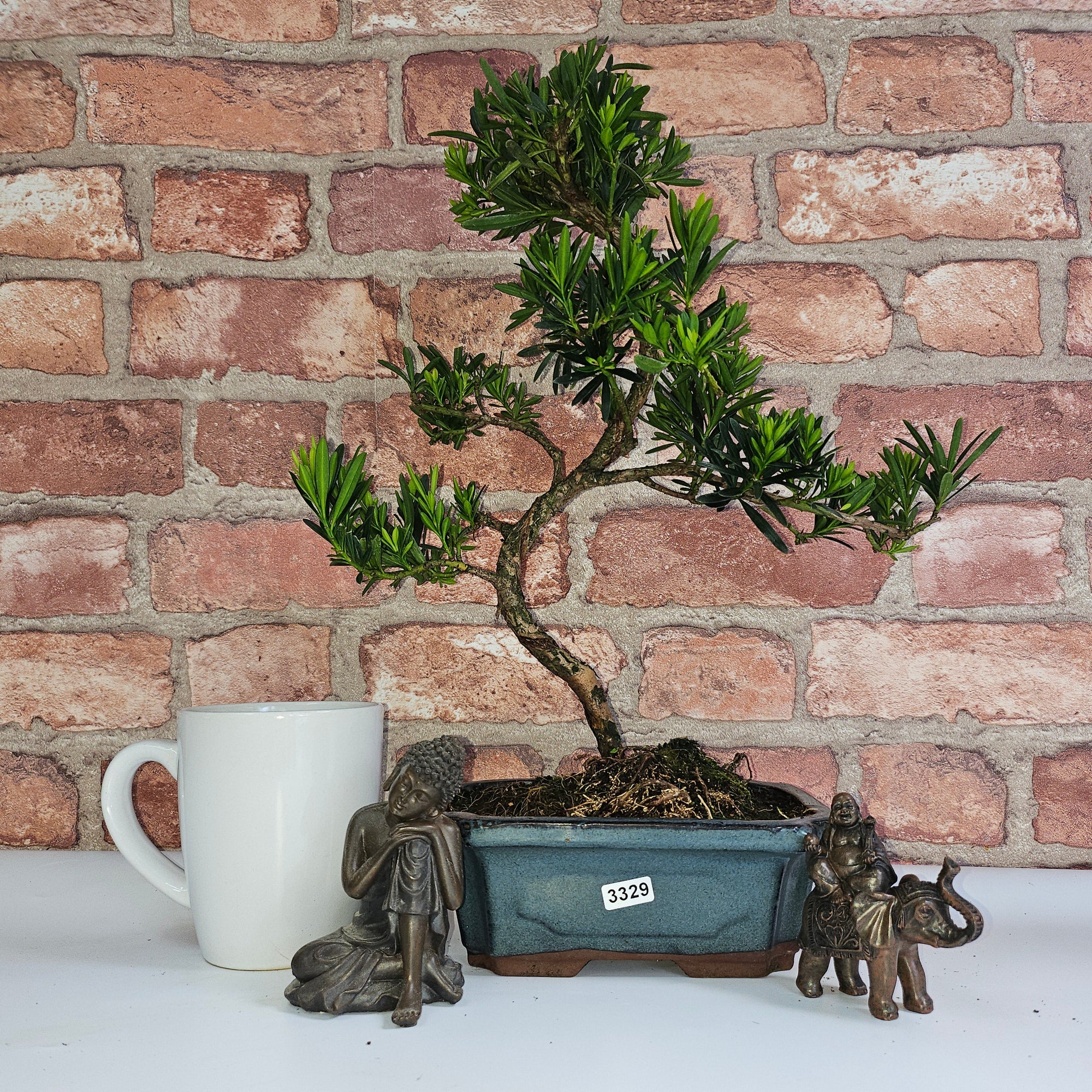 Buddhist Pine (Podocarpus Micro) Bonsai Tree | Shaped | In 20cm Pot  S25883