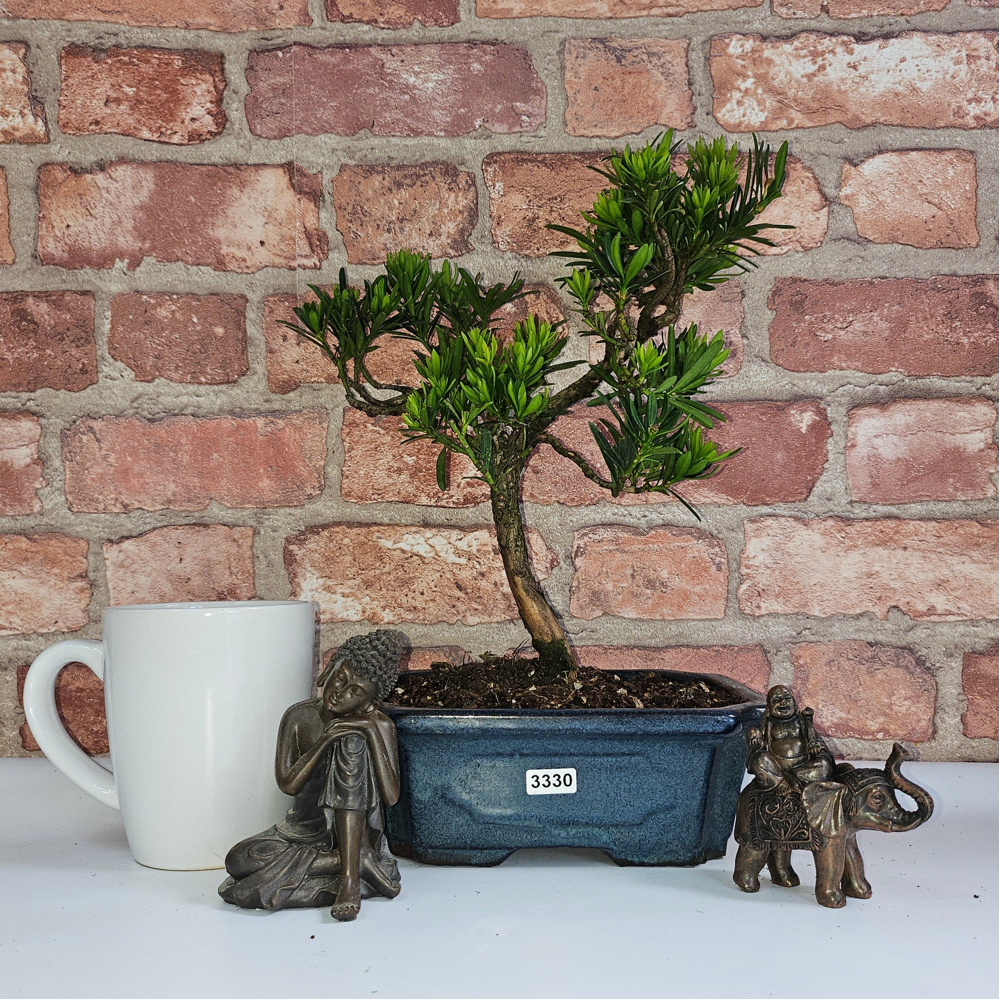 Buddhist Pine (Podocarpus Micro) Bonsai Tree | Shaped | In 20cm Pot  S25883