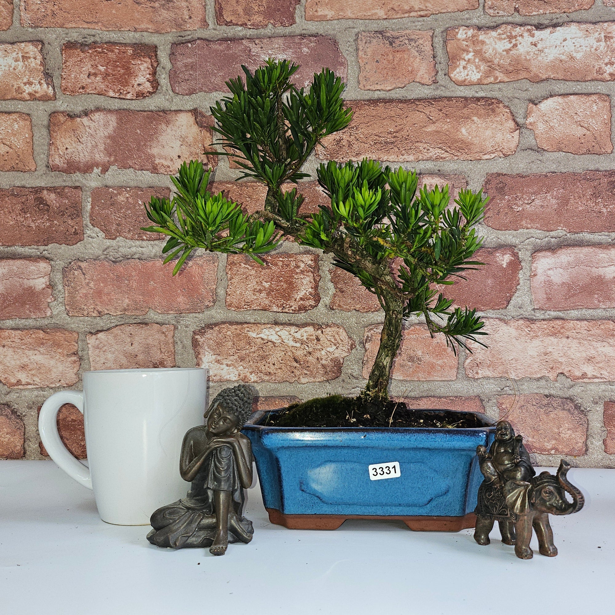 Buddhist Pine (Podocarpus Micro) Bonsai Tree | Shaped | In 20cm Pot  S25883