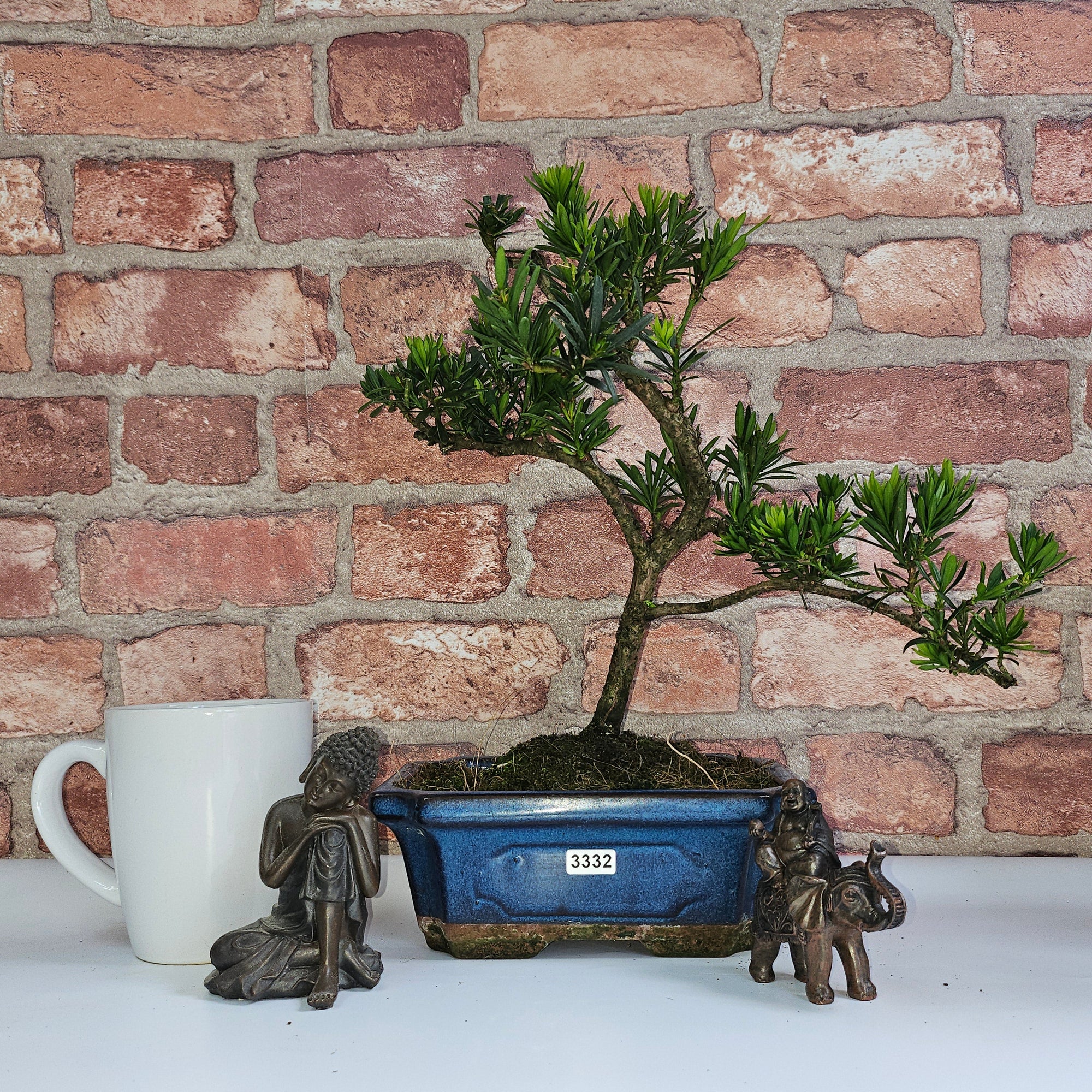 Buddhist Pine (Podocarpus Micro) Bonsai Tree | Shaped | In 20cm Pot  S25883
