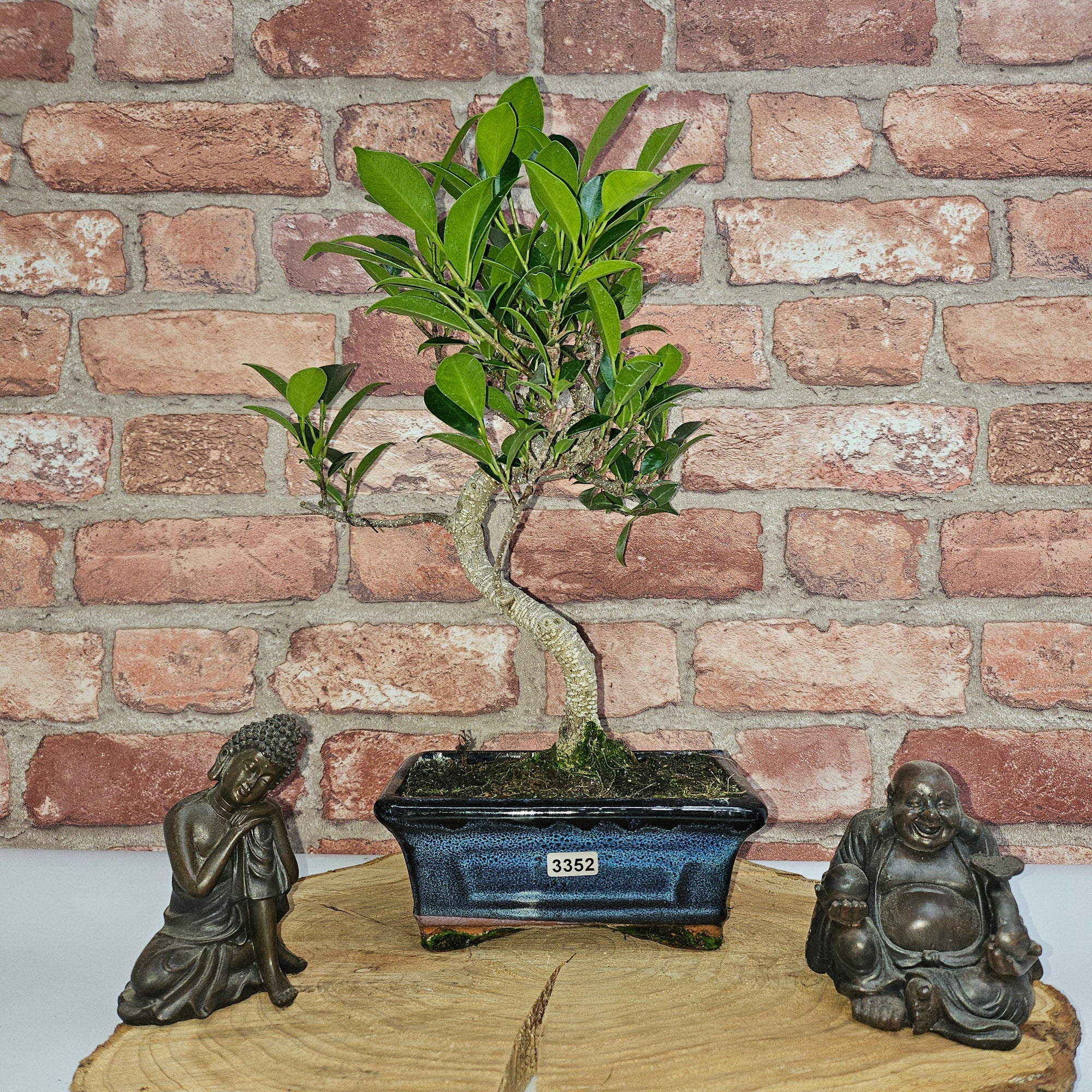 Ficus Microcarpa (Banyan Fig) Indoor Bonsai Tree | Shaped | In 15cm Pot  S25884