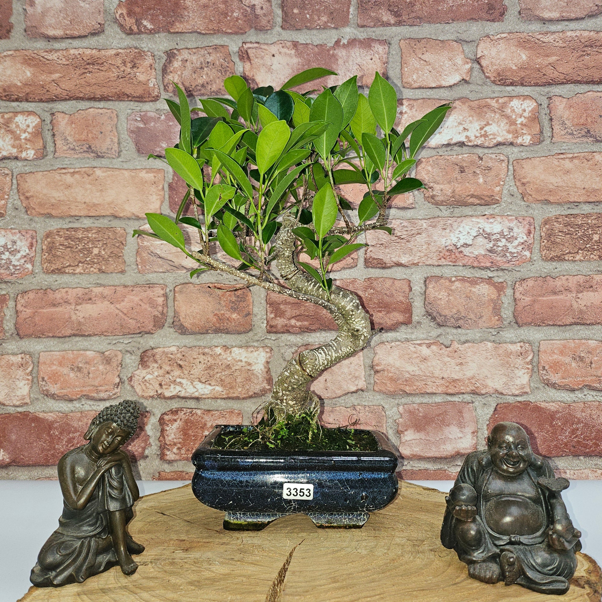 Ficus Microcarpa (Banyan Fig) Indoor Bonsai Tree | Shaped | In 15cm Pot  S25884