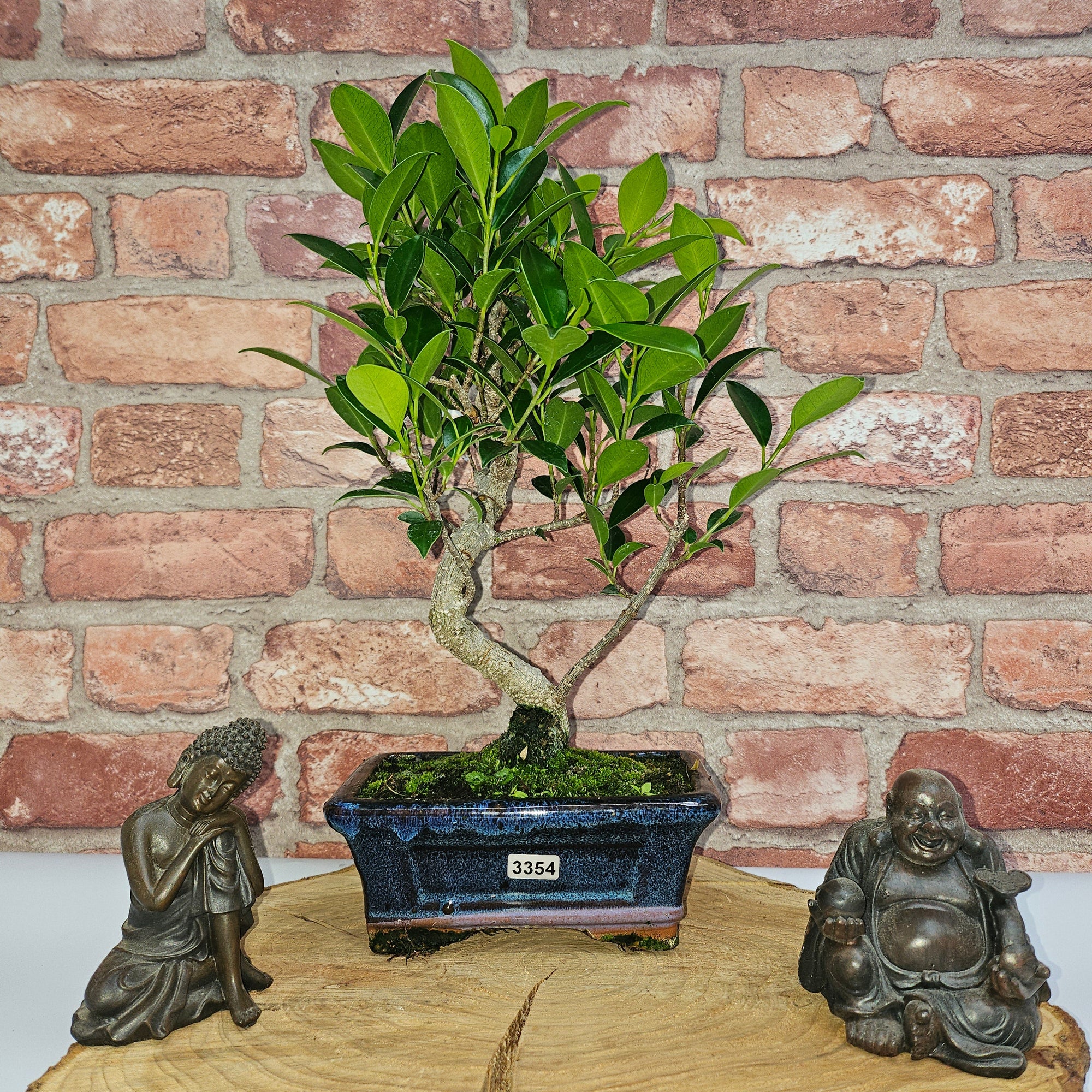 Ficus Microcarpa (Banyan Fig) Indoor Bonsai Tree | Shaped | In 15cm Pot  S25884