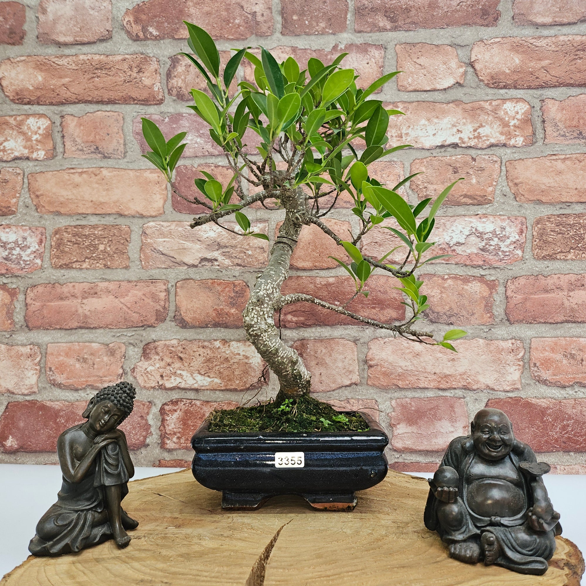 Ficus Microcarpa (Banyan Fig) Indoor Bonsai Tree | Shaped | In 15cm Pot  S25884