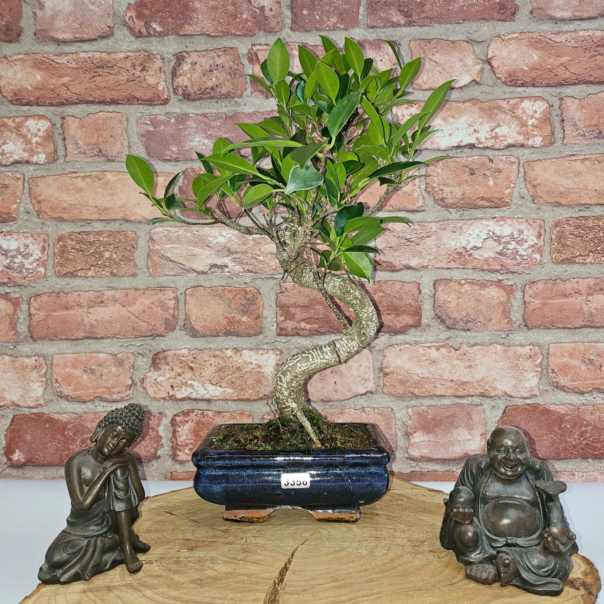Ficus Microcarpa (Banyan Fig) Indoor Bonsai Tree | Shaped | In 15cm Pot  S25884