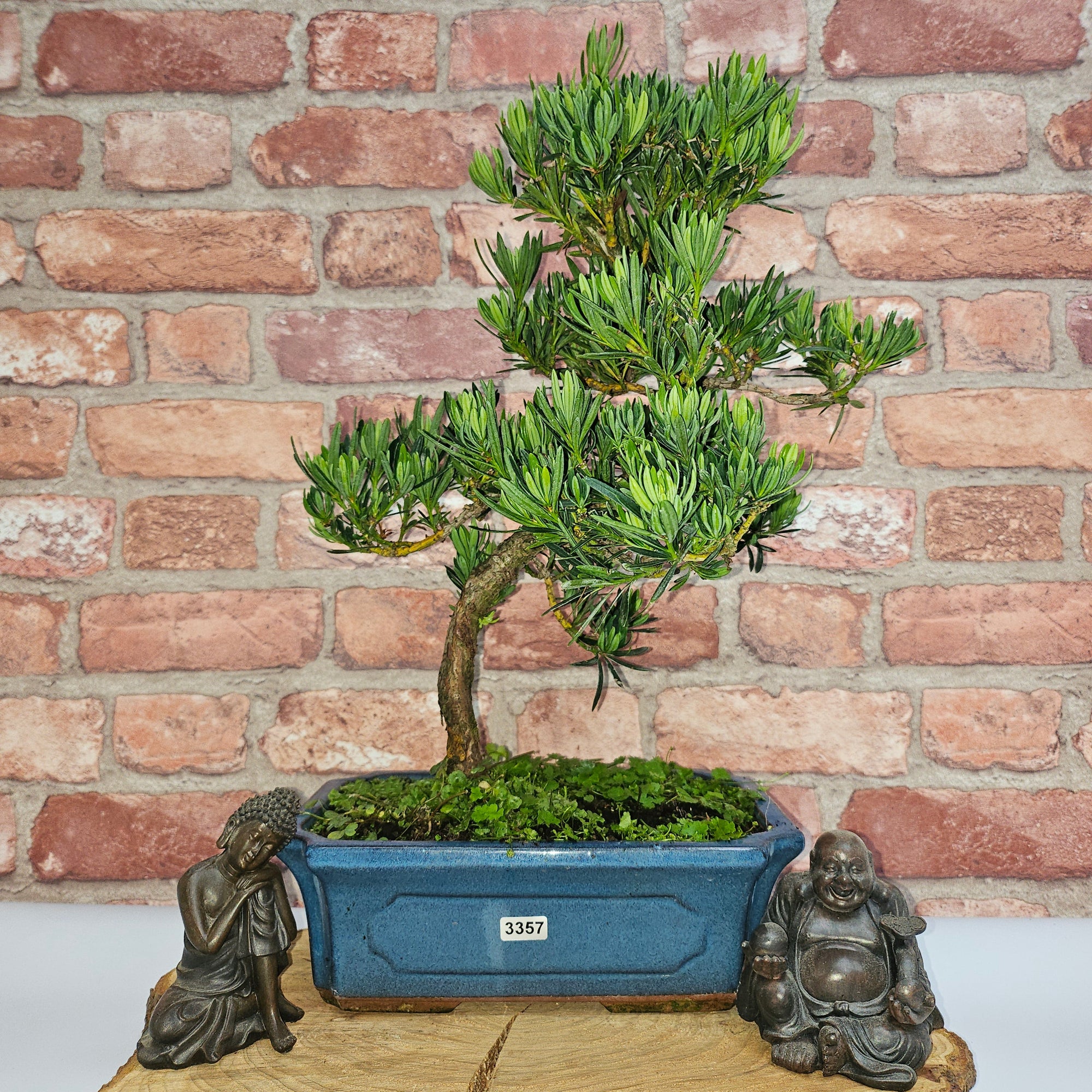 Buddhist Pine (Podocarpus Micro) Bonsai Tree | Shaped | In 25cm Pot  | S251973