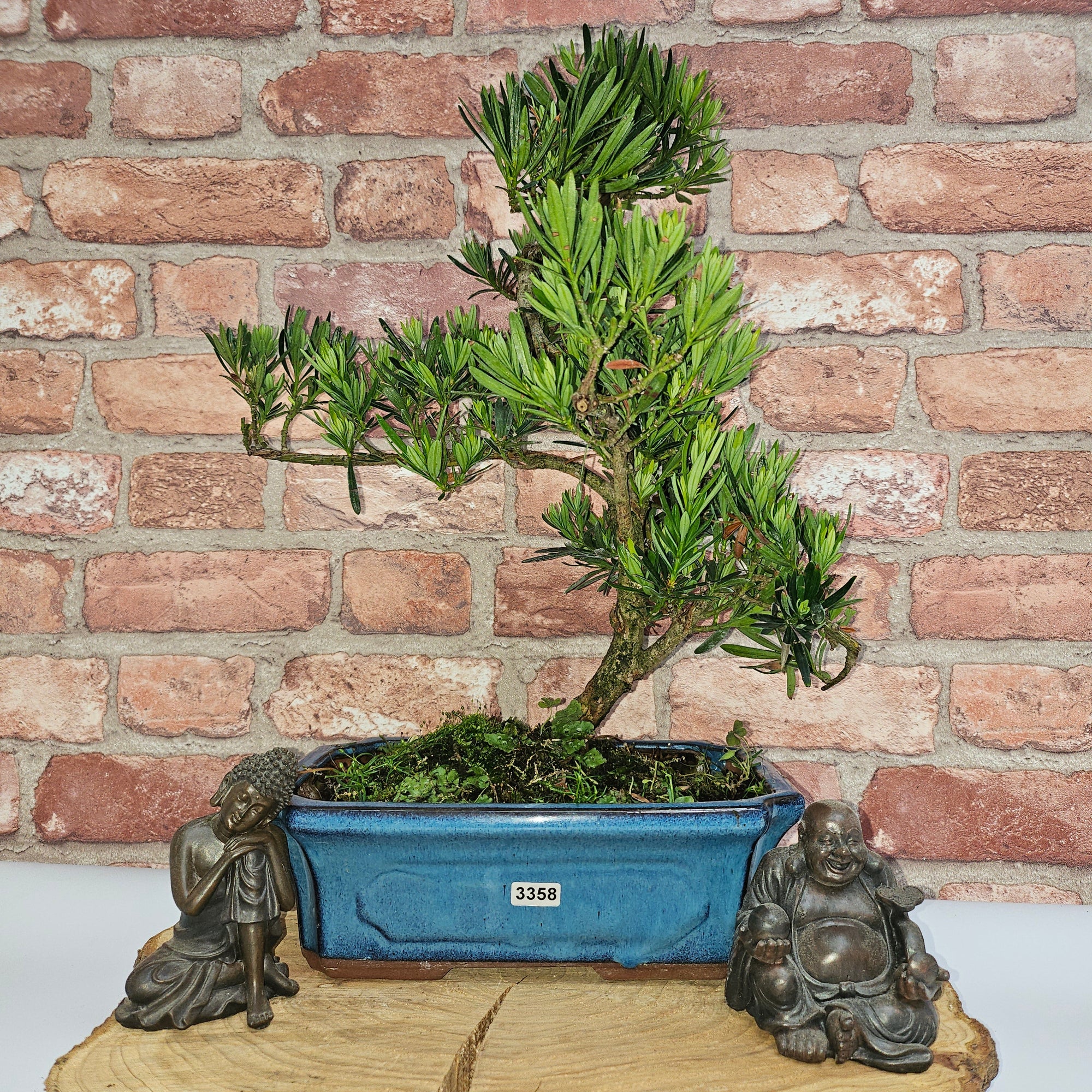 Buddhist Pine (Podocarpus Micro) Bonsai Tree | Shaped | In 30cm Pot  | S251974