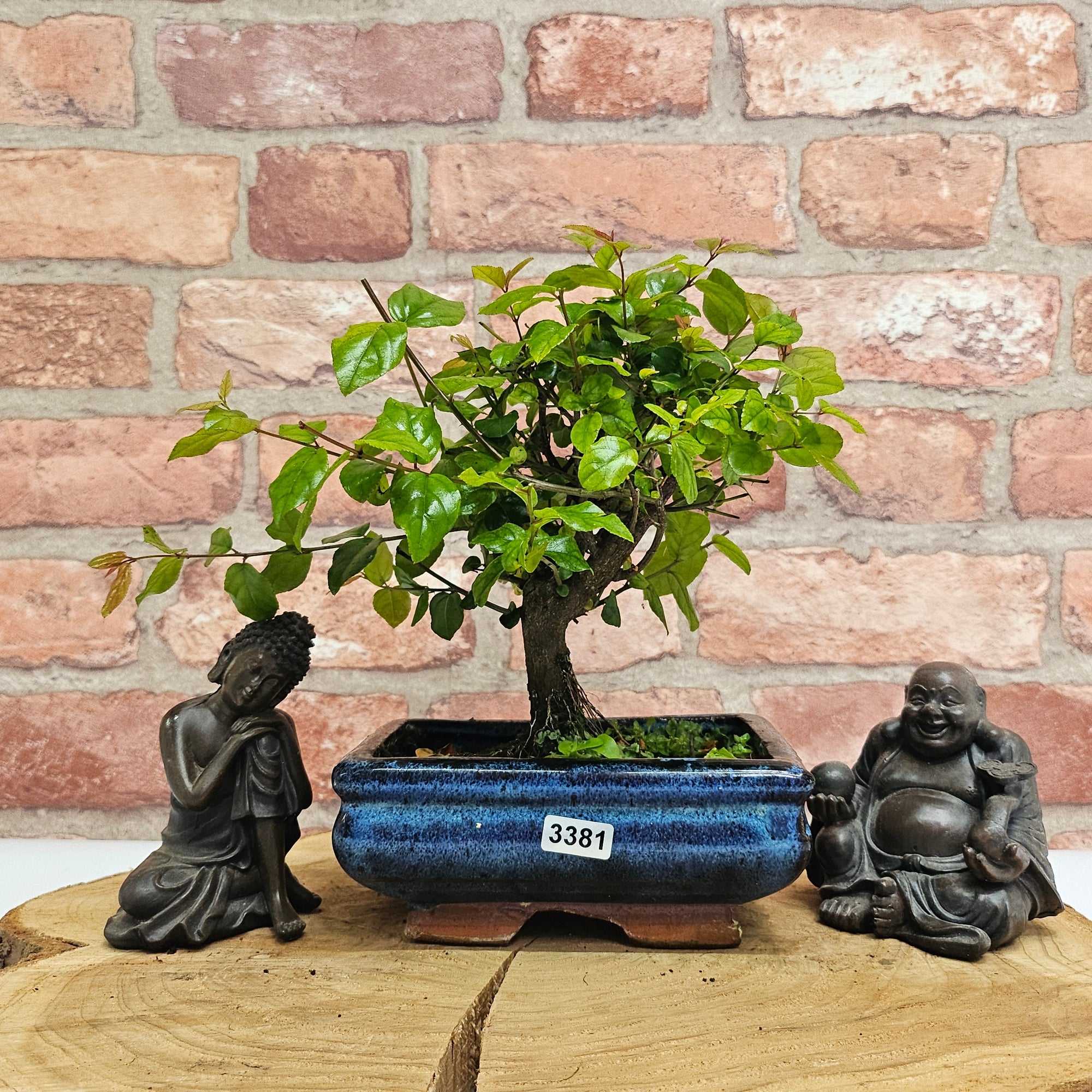 Bird Plum (Sageretia) Bonsai Tree | Broom | In 15cm Pot  | S251964