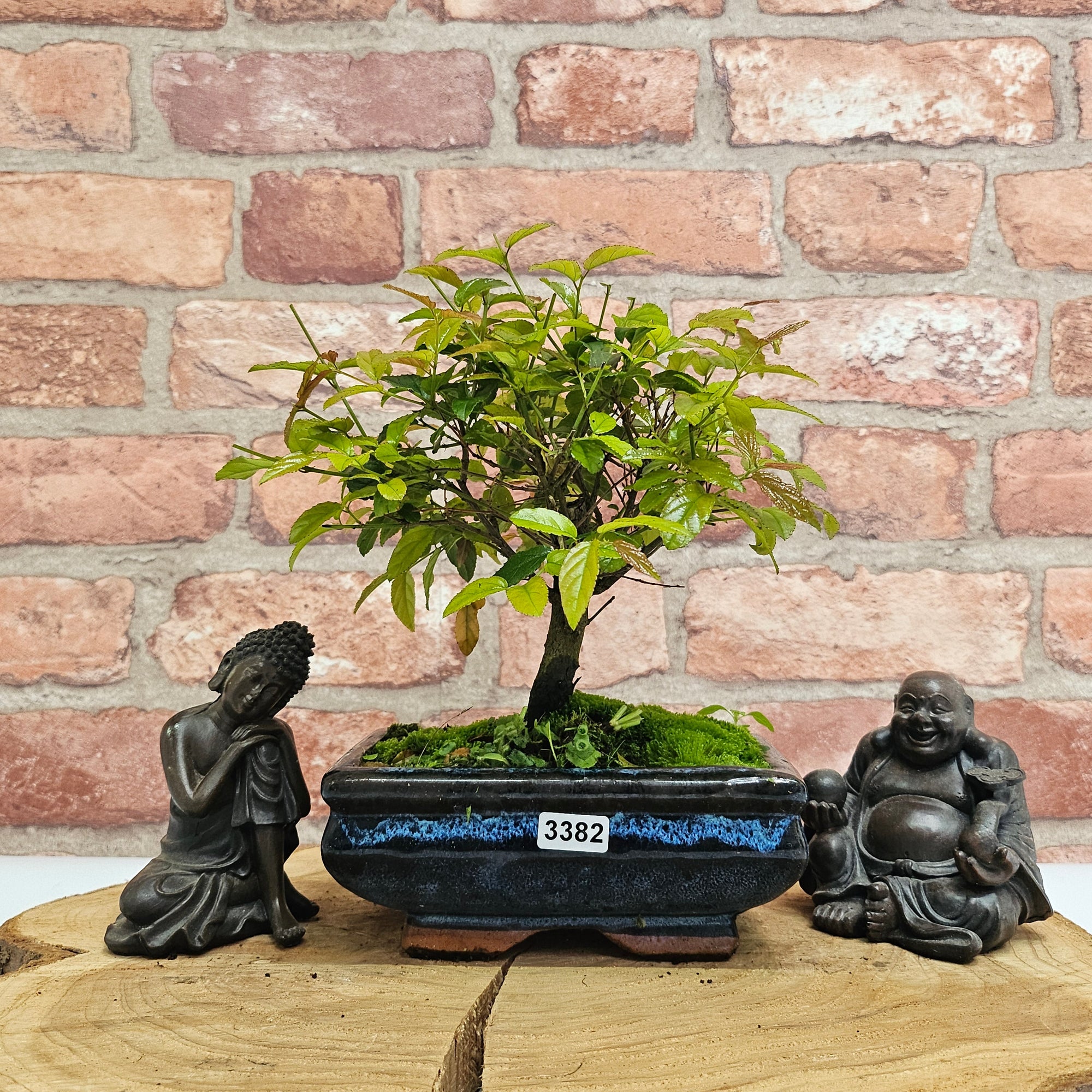 Bird Plum (Sageretia) Bonsai Tree | Broom | In 15cm Pot  | S251964