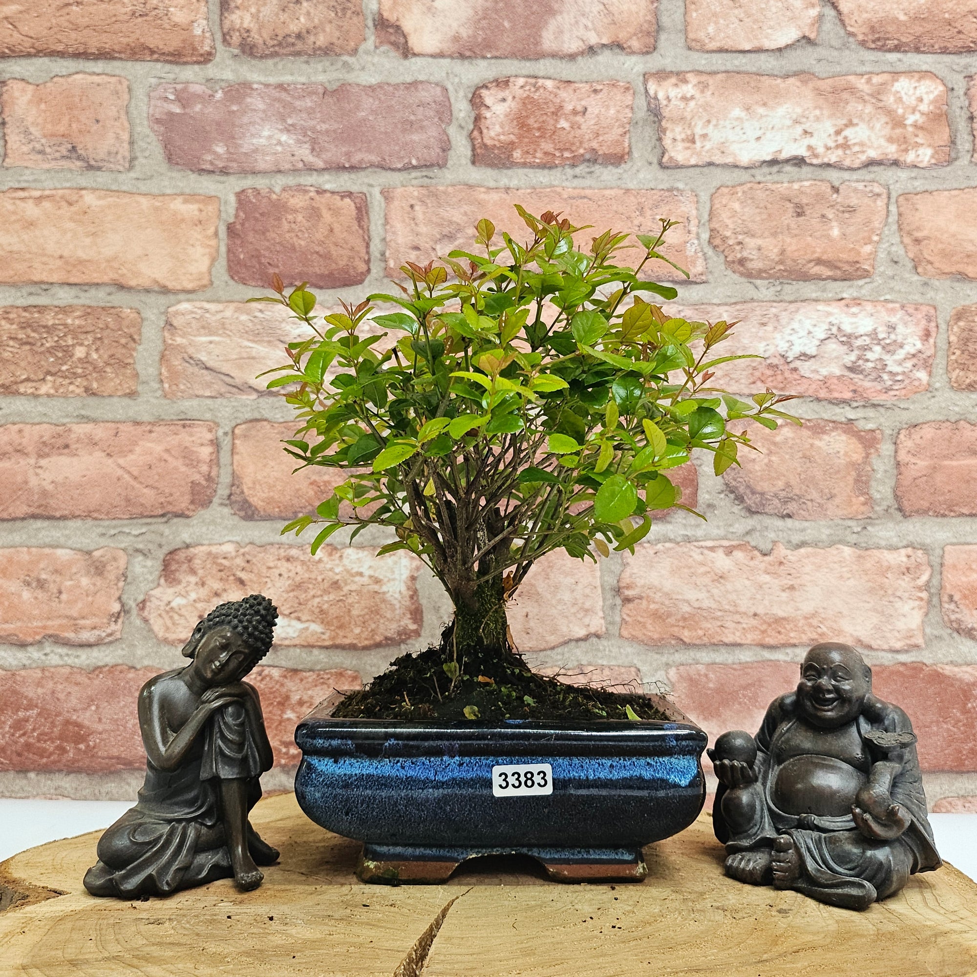 Bird Plum (Sageretia) Bonsai Tree | Broom | In 15cm Pot  | S251964