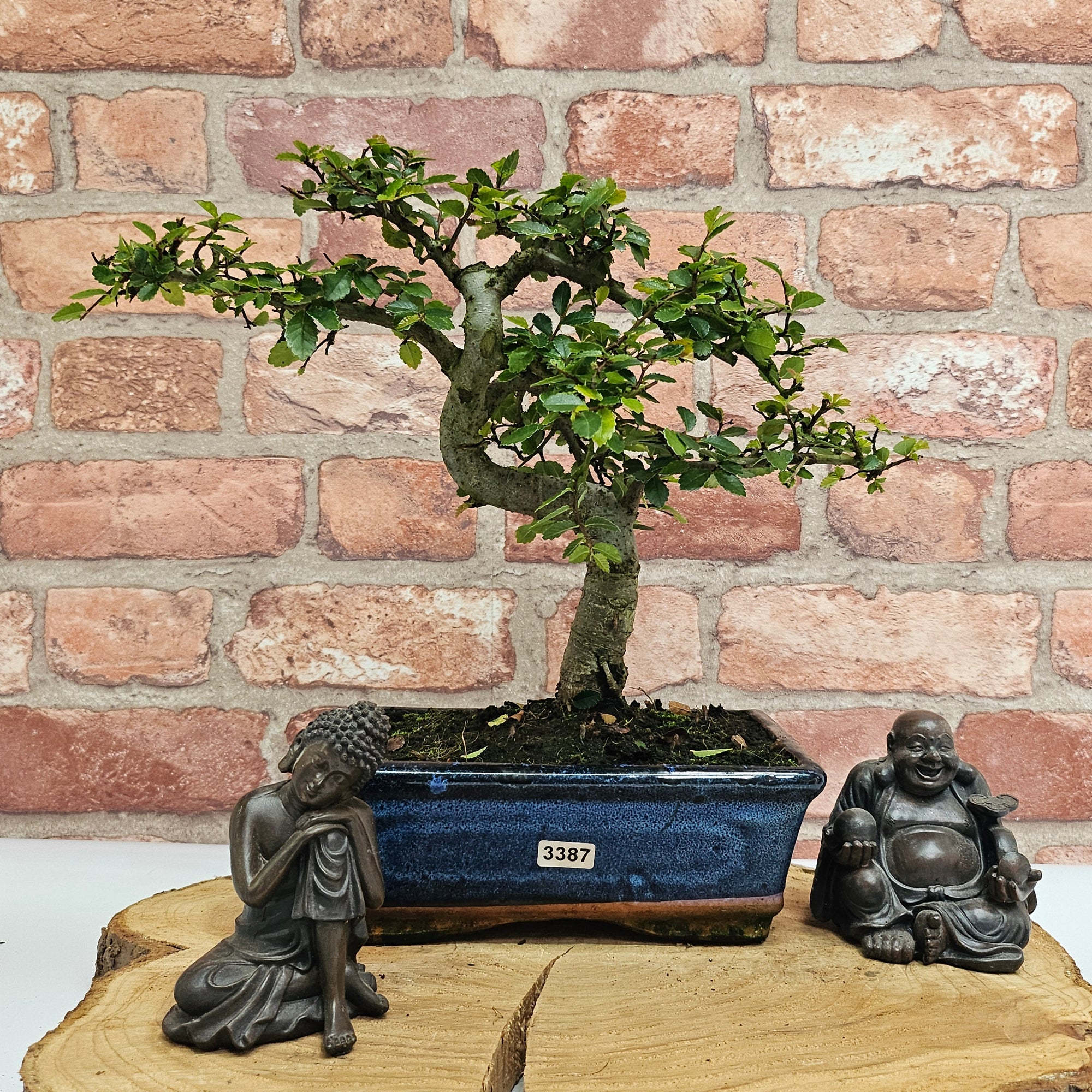 Chinese Elm (Ulmus Parvifolia) Bonsai Tree | Shaped | In 20cm Pot S25882