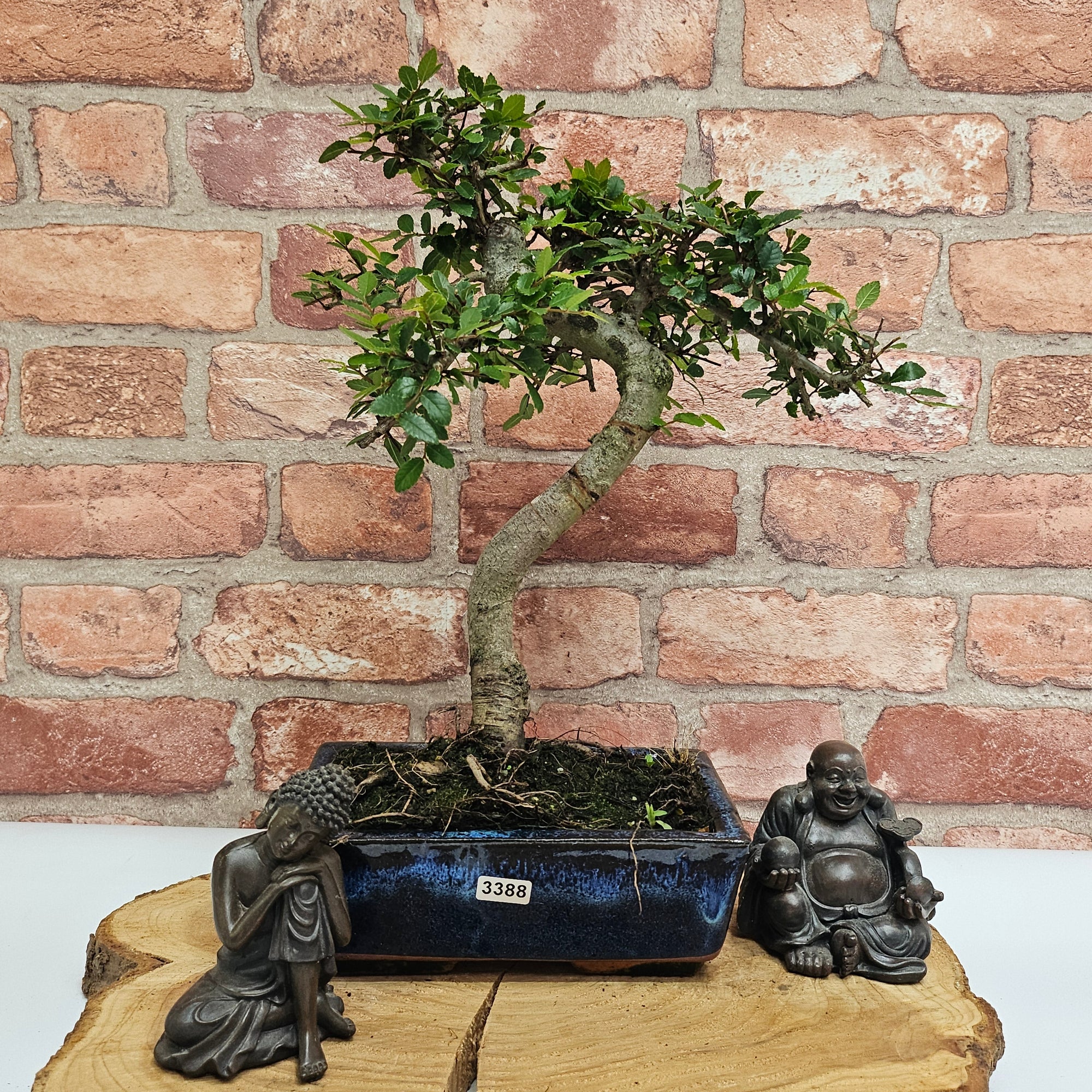 Chinese Elm (Ulmus Parvifolia) Bonsai Tree | Shaped | In 20cm Pot S25882