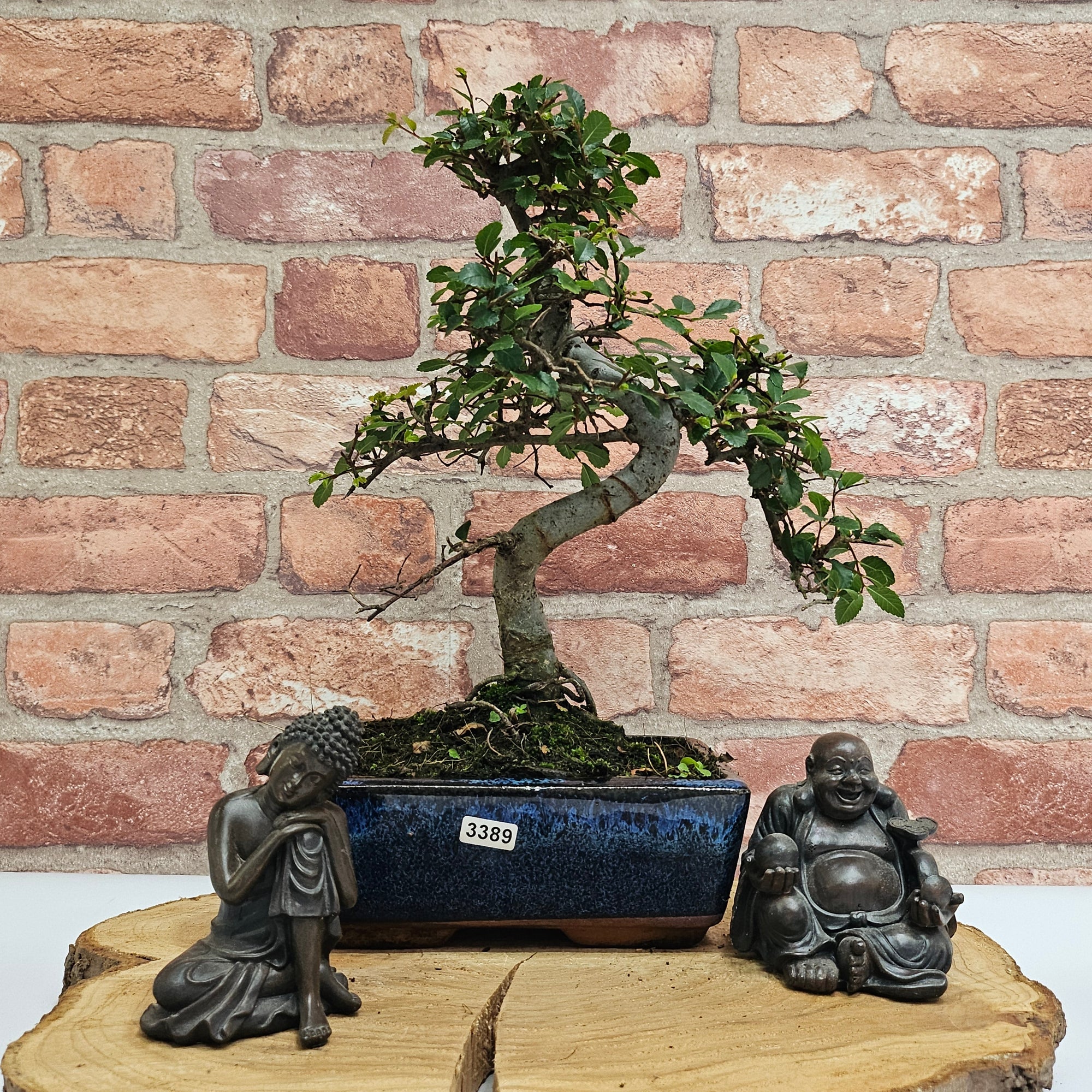 Chinese Elm (Ulmus Parvifolia) Bonsai Tree | Shaped | In 20cm Pot S25882