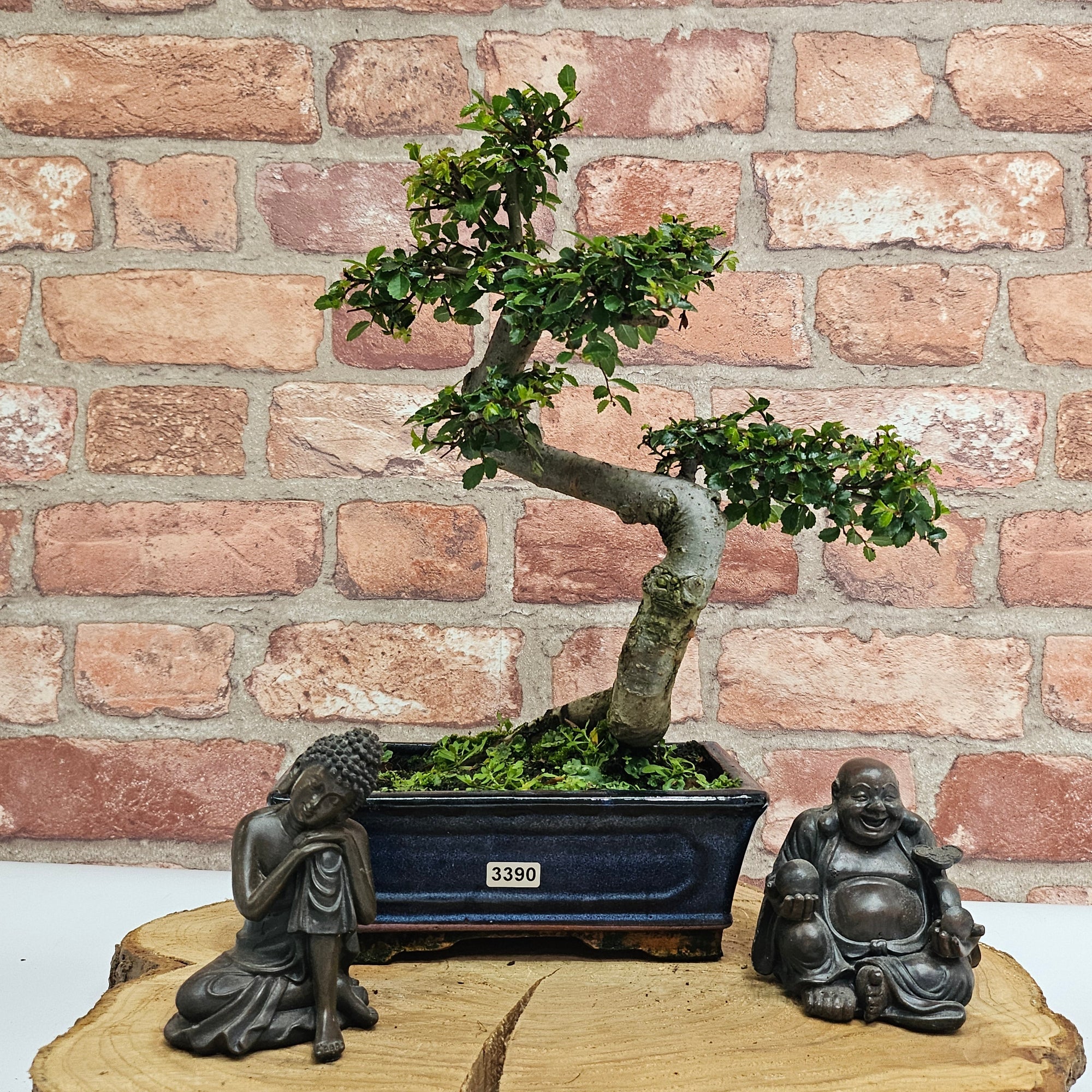 Chinese Elm (Ulmus Parvifolia) Bonsai Tree | Shaped | In 20cm Pot S25882