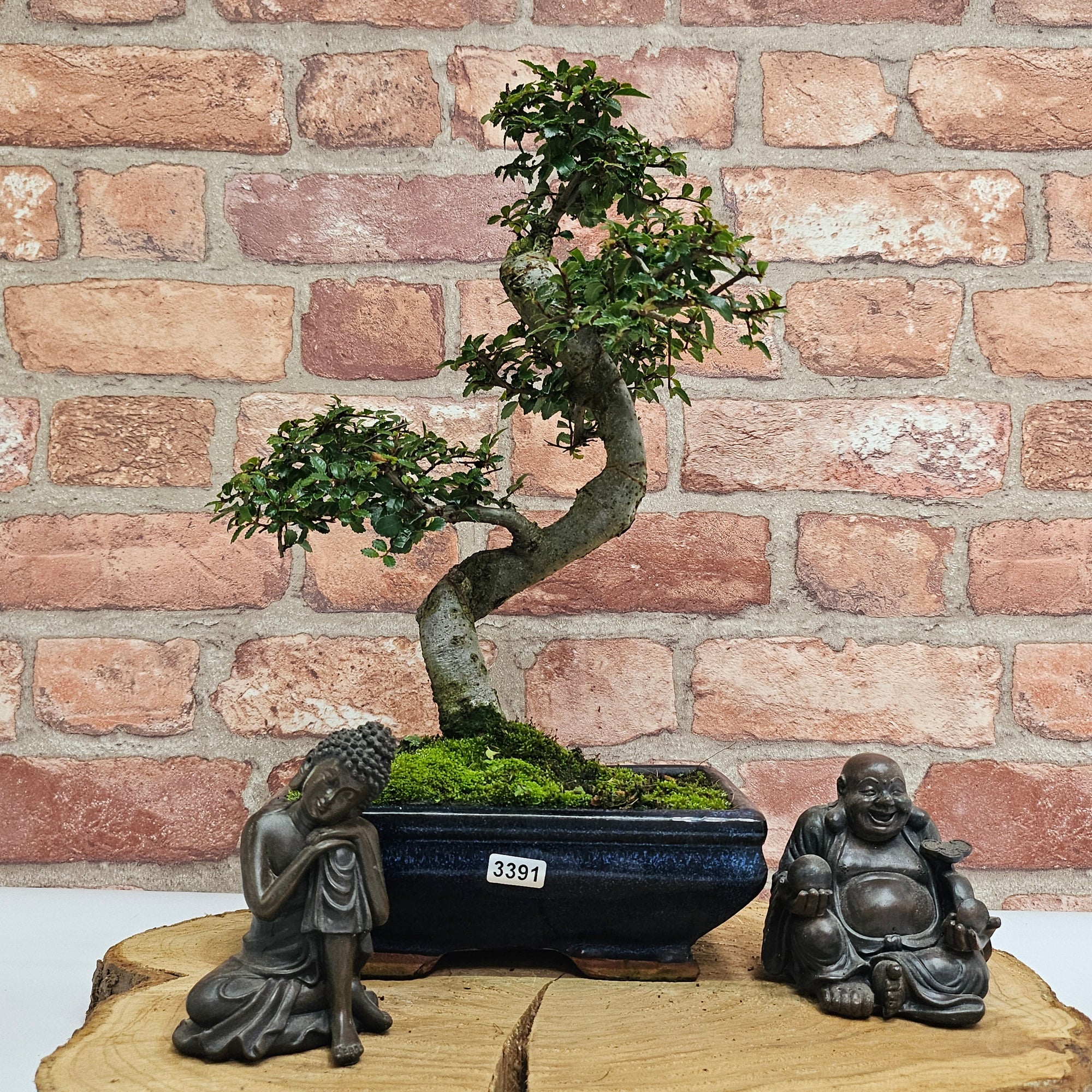 Chinese Elm (Ulmus Parvifolia) Bonsai Tree | Shaped | In 20cm Pot S25882