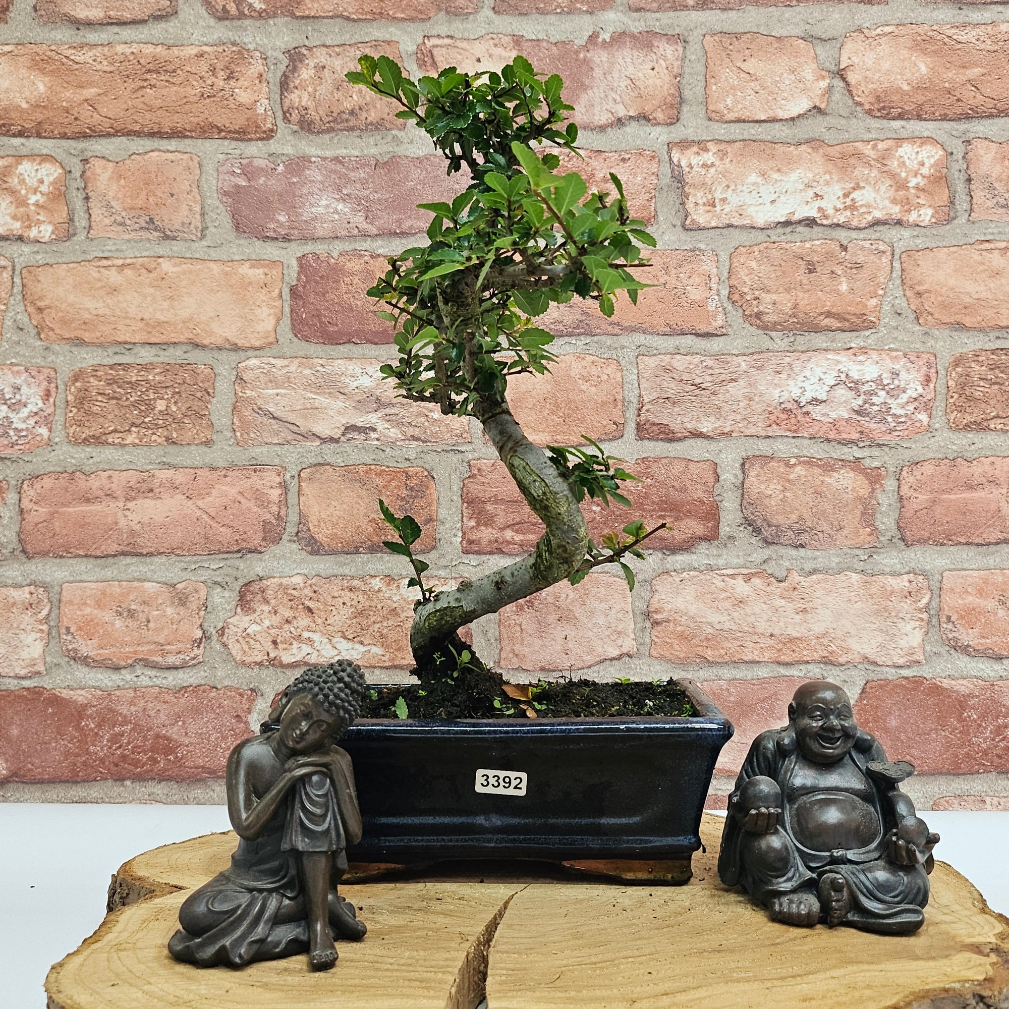 Chinese Elm (Ulmus Parvifolia) Bonsai Tree | Shaped | In 20cm Pot S25882