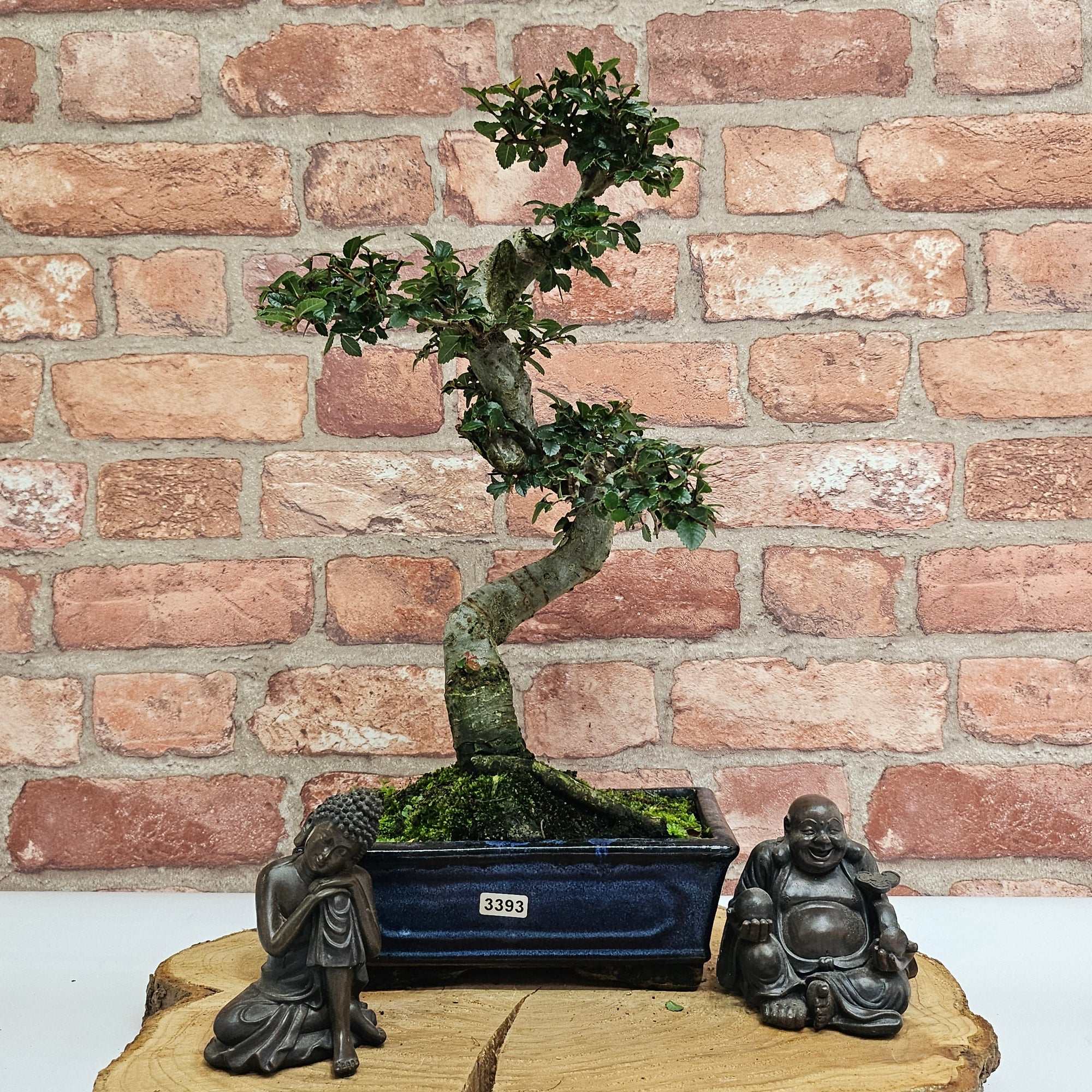 Chinese Elm (Ulmus Parvifolia) Bonsai Tree | Shaped | In 20cm Pot S25882