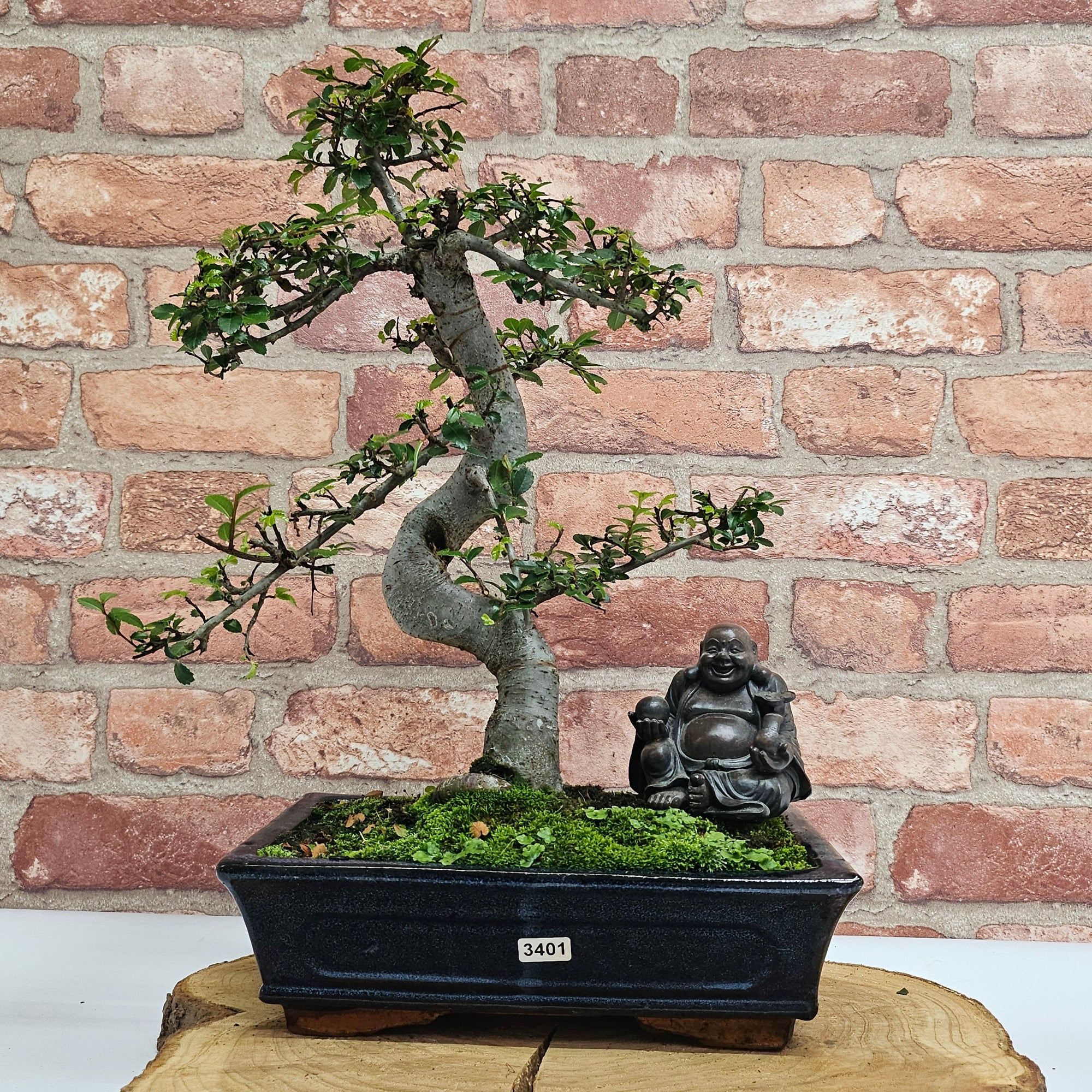 Chinese Elm (Ulmus Parvifolia) Bonsai Tree | Shaped | In 25cm Pot  | S251971