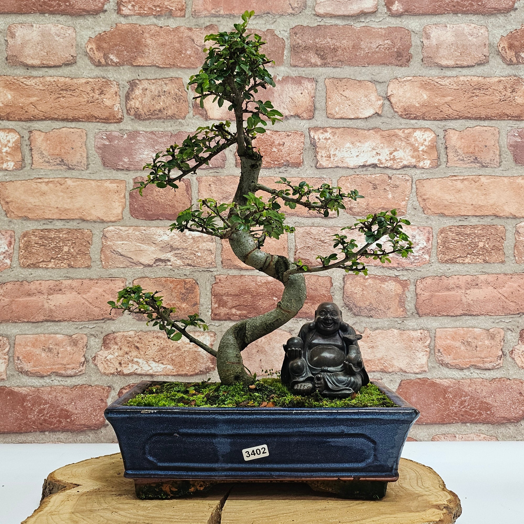 Chinese Elm (Ulmus Parvifolia) Bonsai Tree | Shaped | In 25cm Pot  | S251971